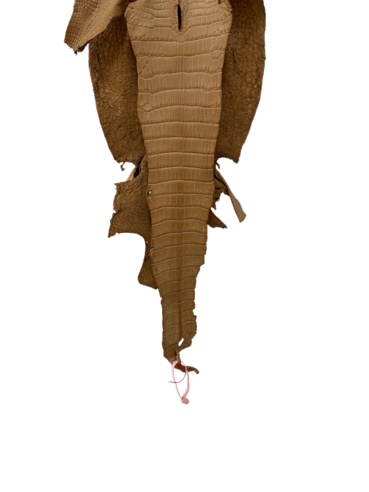 26 cm Grade 2/3 Antique Saddle Matte Wild American Alligator Leather - Tag: LA18-0031551