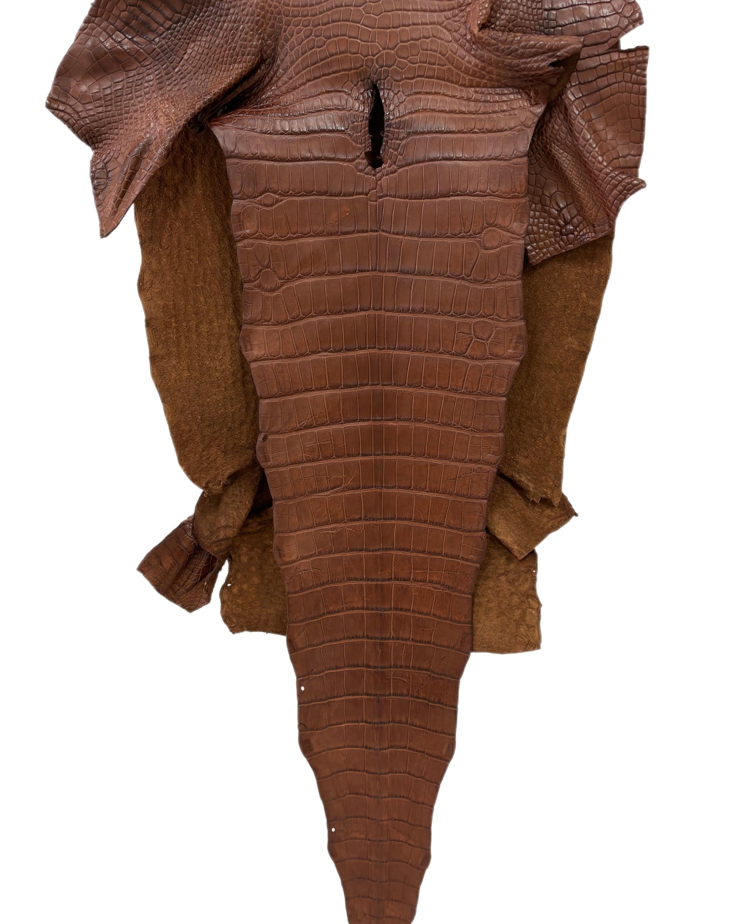 45 cm Grade 3/4 Cigar Matte Wild American Alligator Leather - Tag: LA19-0038488