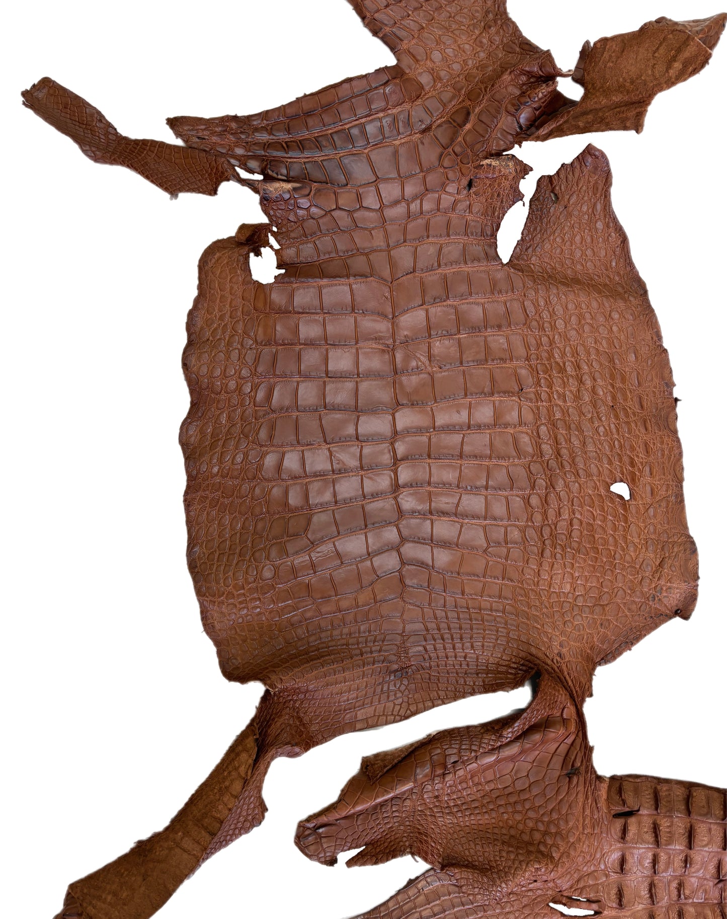 UNCLAIMED|| 42 cm Grade 4/5 Cognac Matte Wild American Alligator Leather - Tag: FL23-0003508