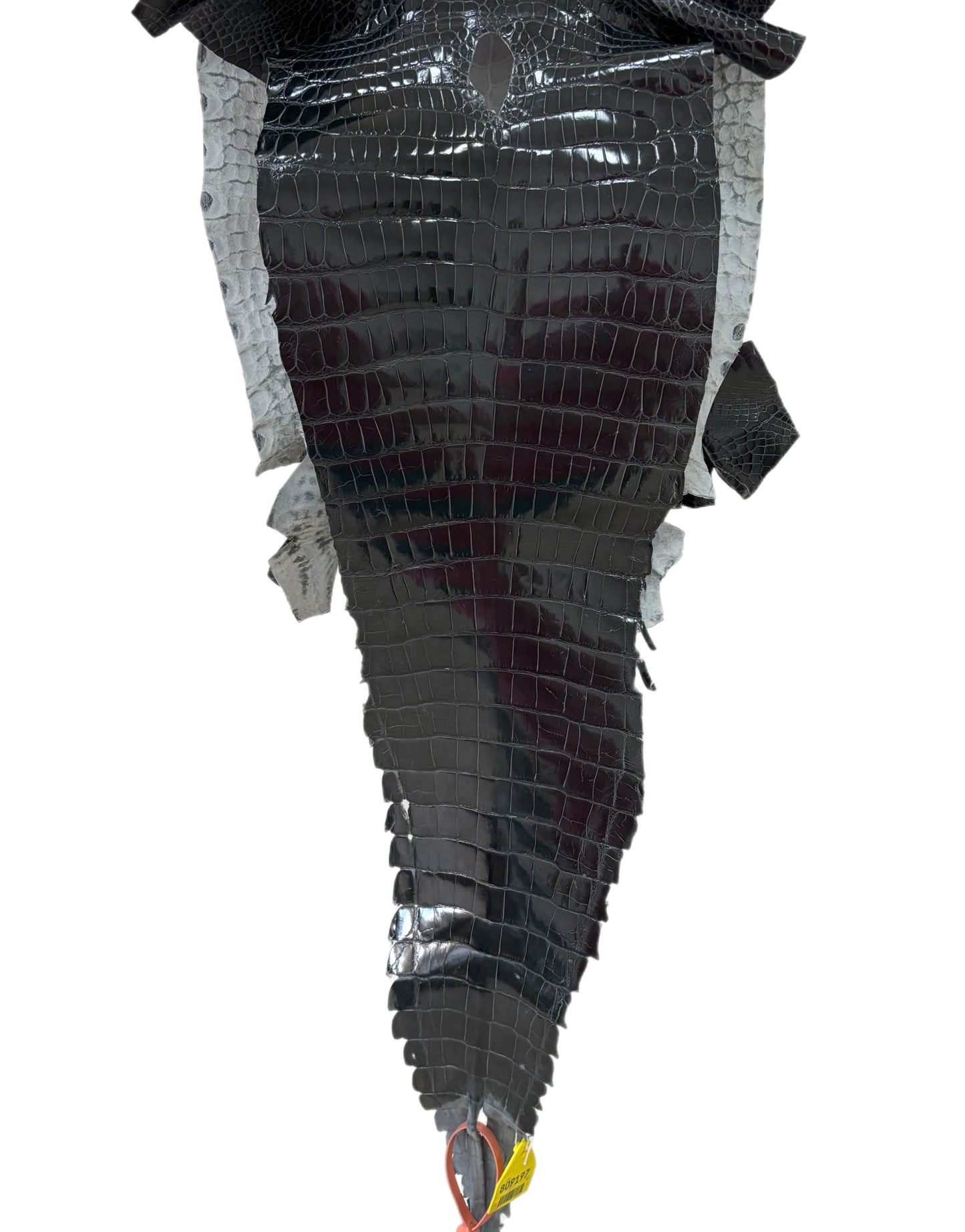 32 cm Grade 1/2 Grey Glazed Farm-Raised American Alligator Leather - Tag: GA14-0021451