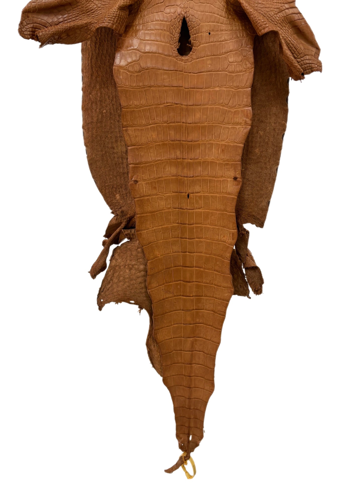 42 cm Grade 2/3 Almond Matte Wild American Alligator Leather - Tag: LA23-0022124