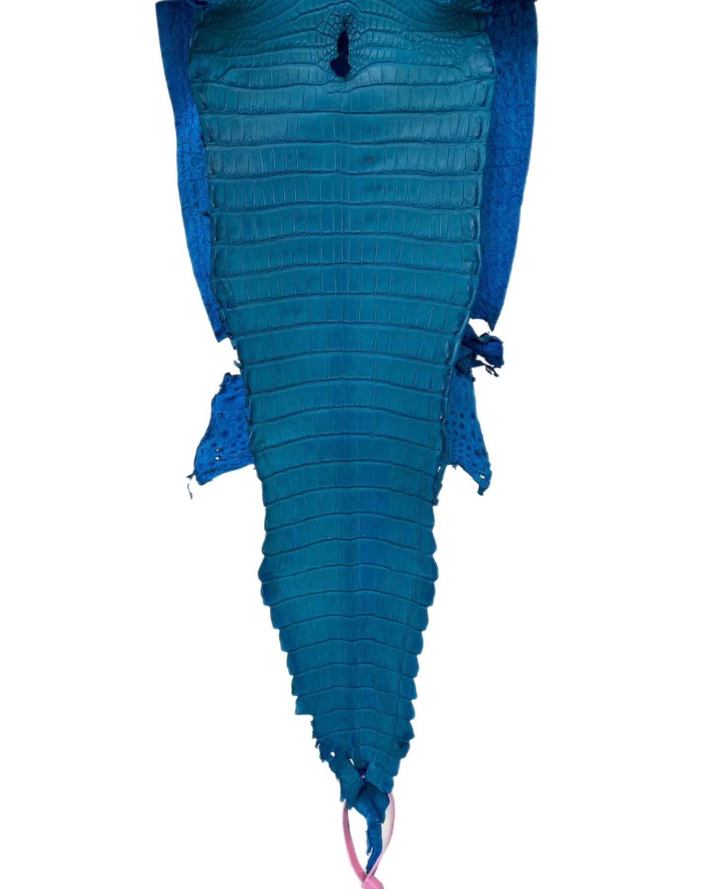 25 cm Grade 3/4 Ultramarine Matte Farm-Raised American Alligator Leather - Tag: FL21-0024756