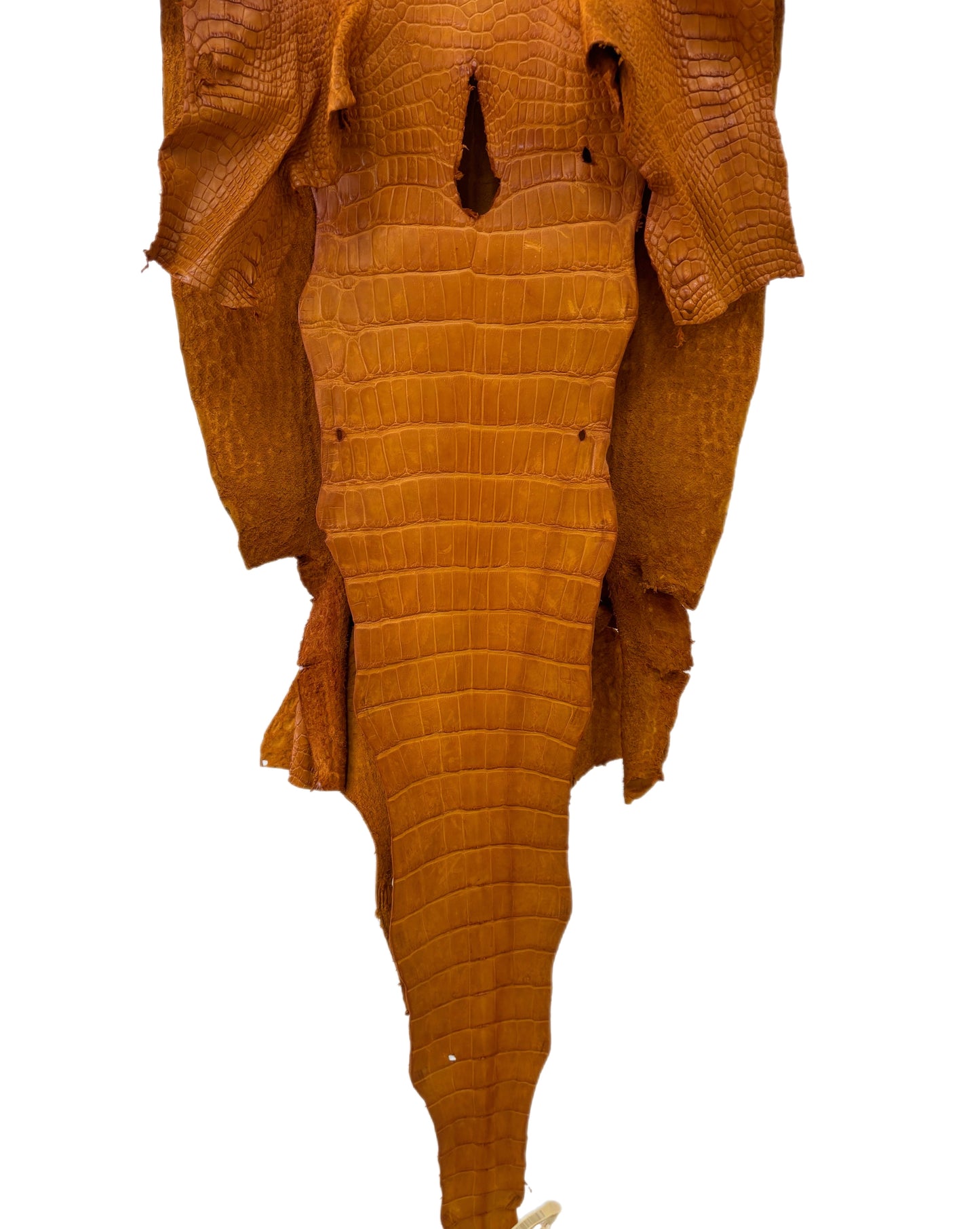 38 cm Grade 3/4 Buttercup Matte Wild American Alligator Leather - Tag: LA23-0022130
