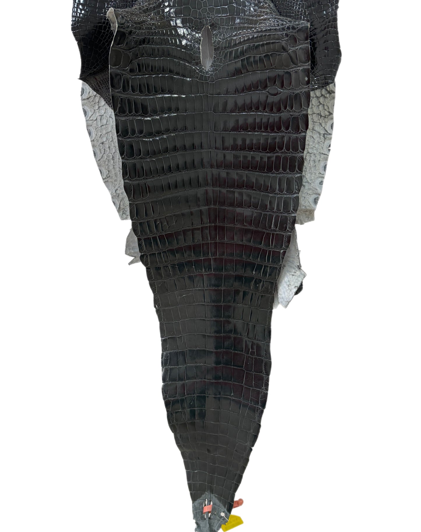 35 cm Grade 1/2 Grey Glazed Farm-Raised American Alligator Leather - Tag: GA14-0021740