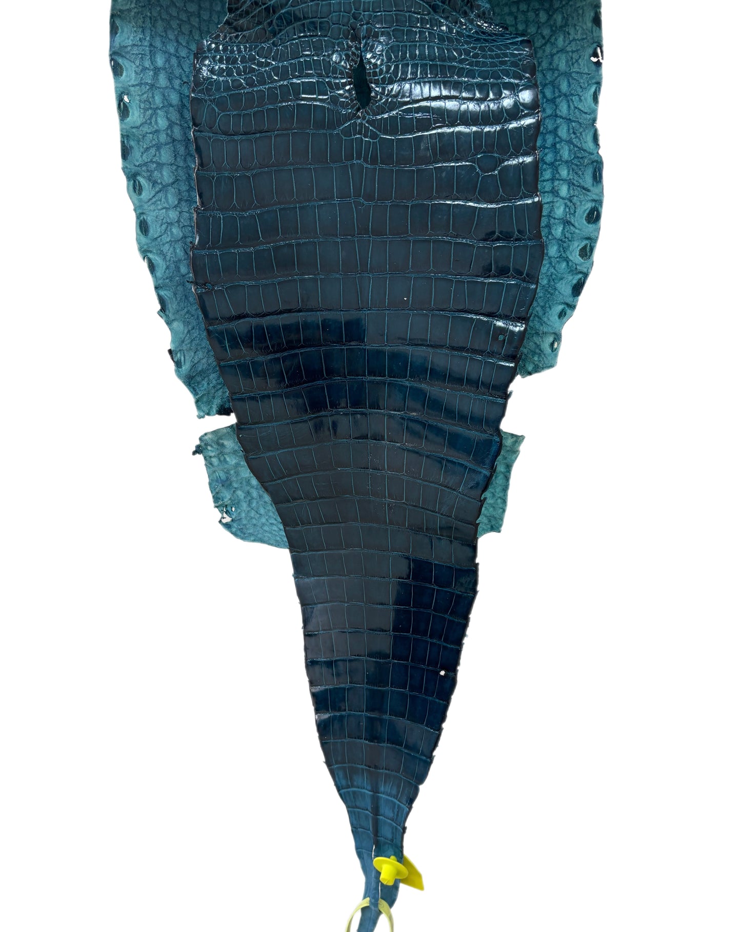 30 cm Grade 1/2 Tahiti Glazed Farm-Raised American Alligator Leather - Tag: FL16-0027393