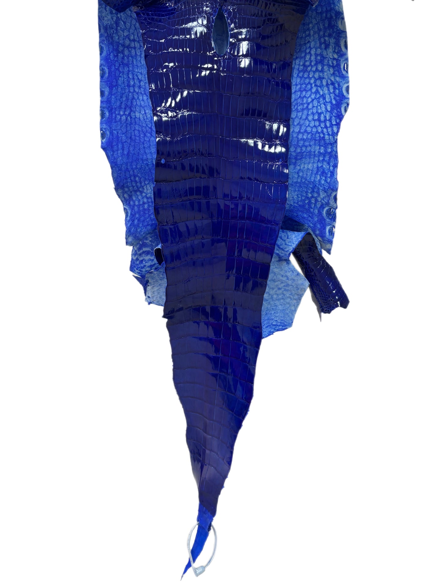 32 cm Grade 1/2 Electric Blue Glazed Wild American Alligator Leather - Tag: LA23-0022108