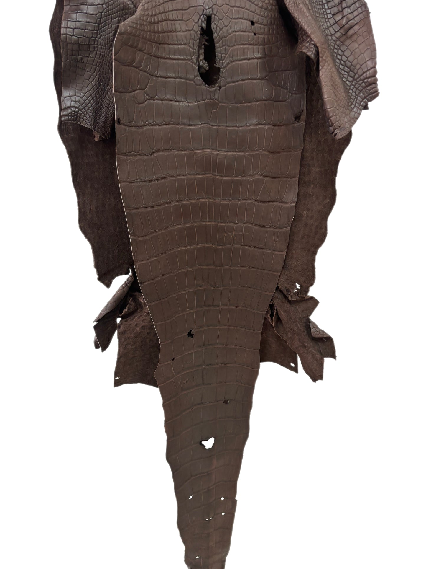 43 cm Grade 4/5 Chocolate Matte Wild American Alligator Leather - Tag: LA23-0002008