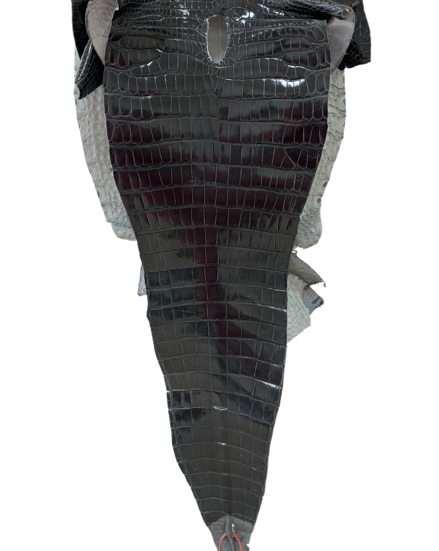 36 cm Grade 1/2 Grey Glazed Farm-Raised American Alligator Leather - Tag: GA14-0021348