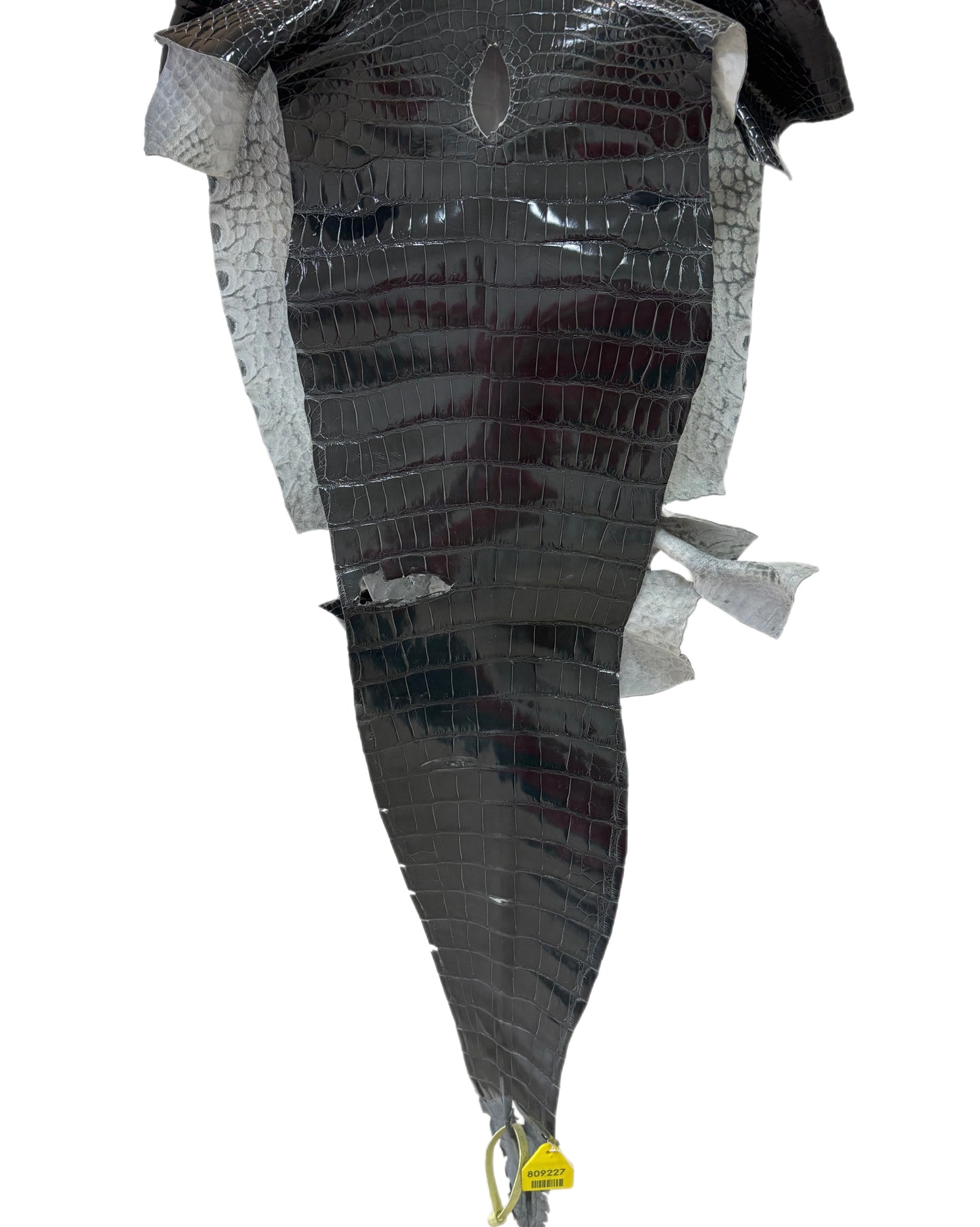 34 cm Grade 2/3 Grey Glazed Farm-Raised American Alligator Leather - Tag: GA13-0046072