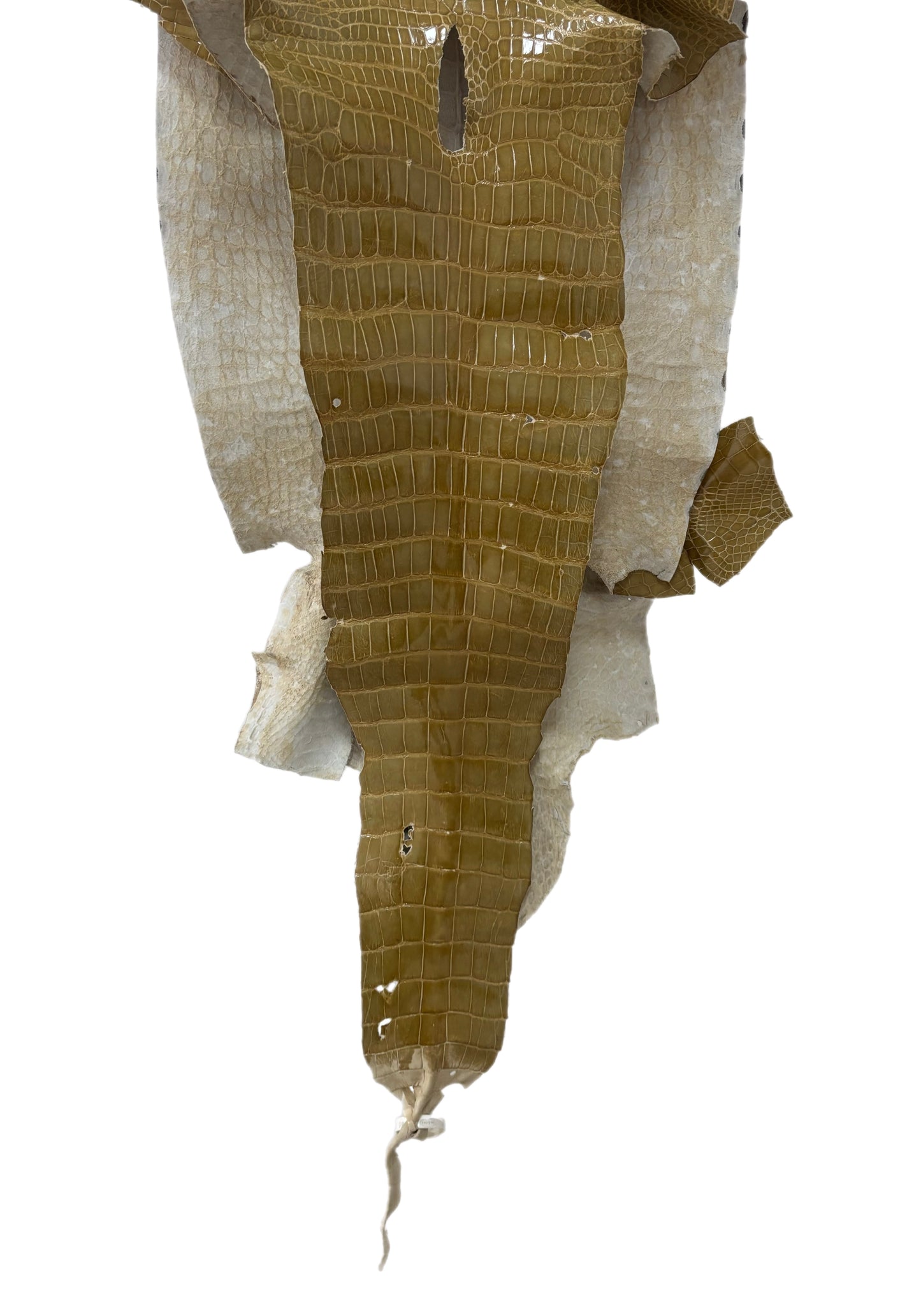 43 cm Grade 4/5 Cafe Au Lait Glazed Wild American Alligator Leather - Tag: LA23-0020210