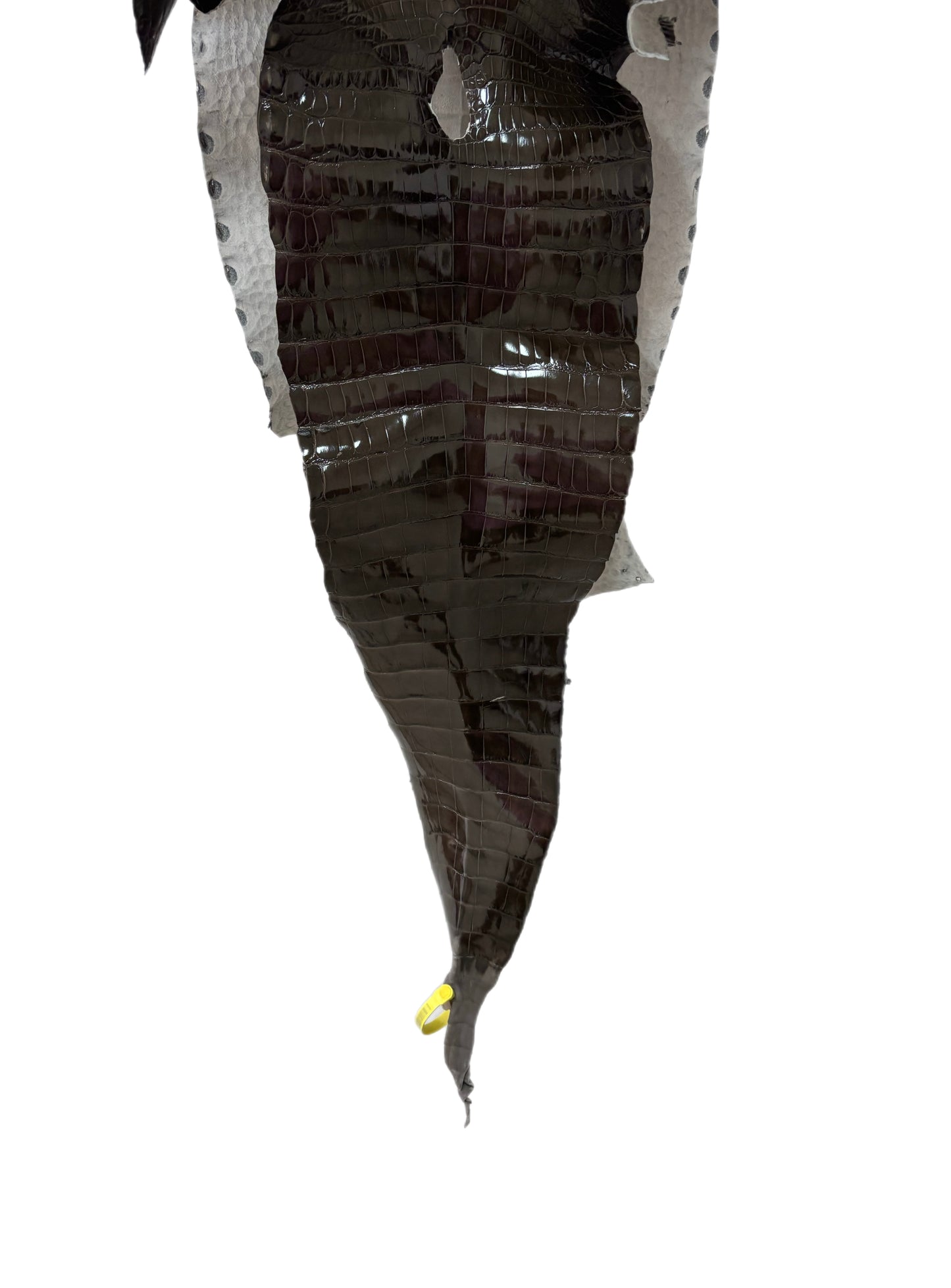 32 cm Grade 1/2 Cocoa Glazed Farm-Raised American Alligator Leather - Tag: LA25-0311230