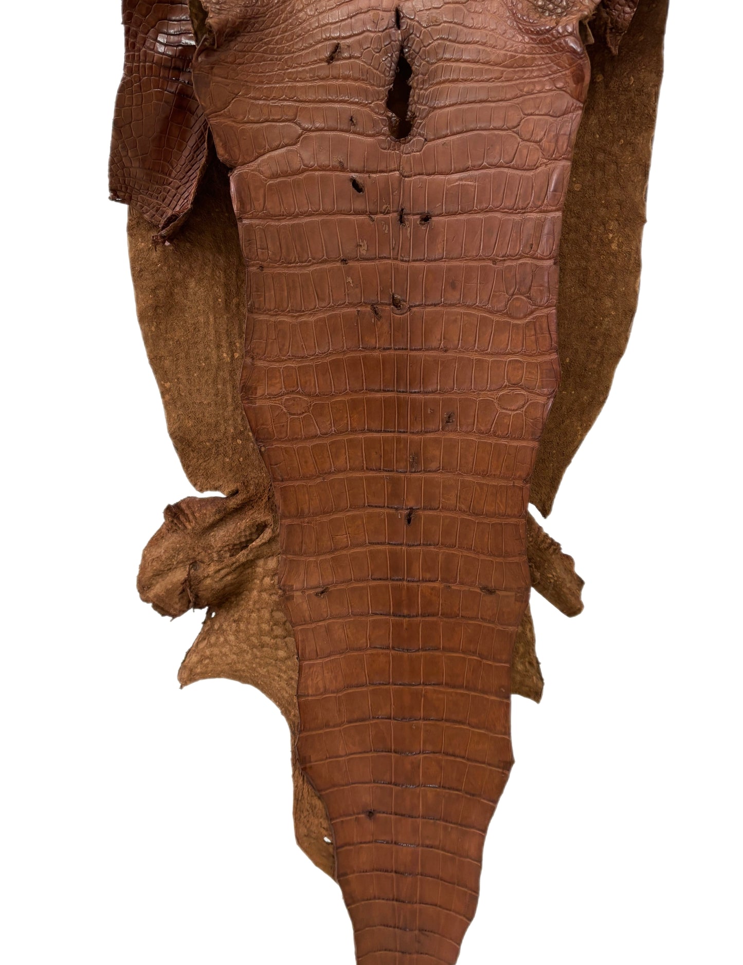 44 cm Grade 4/5 Cigar Matte Wild American Alligator Leather - Tag: LA22-0038273