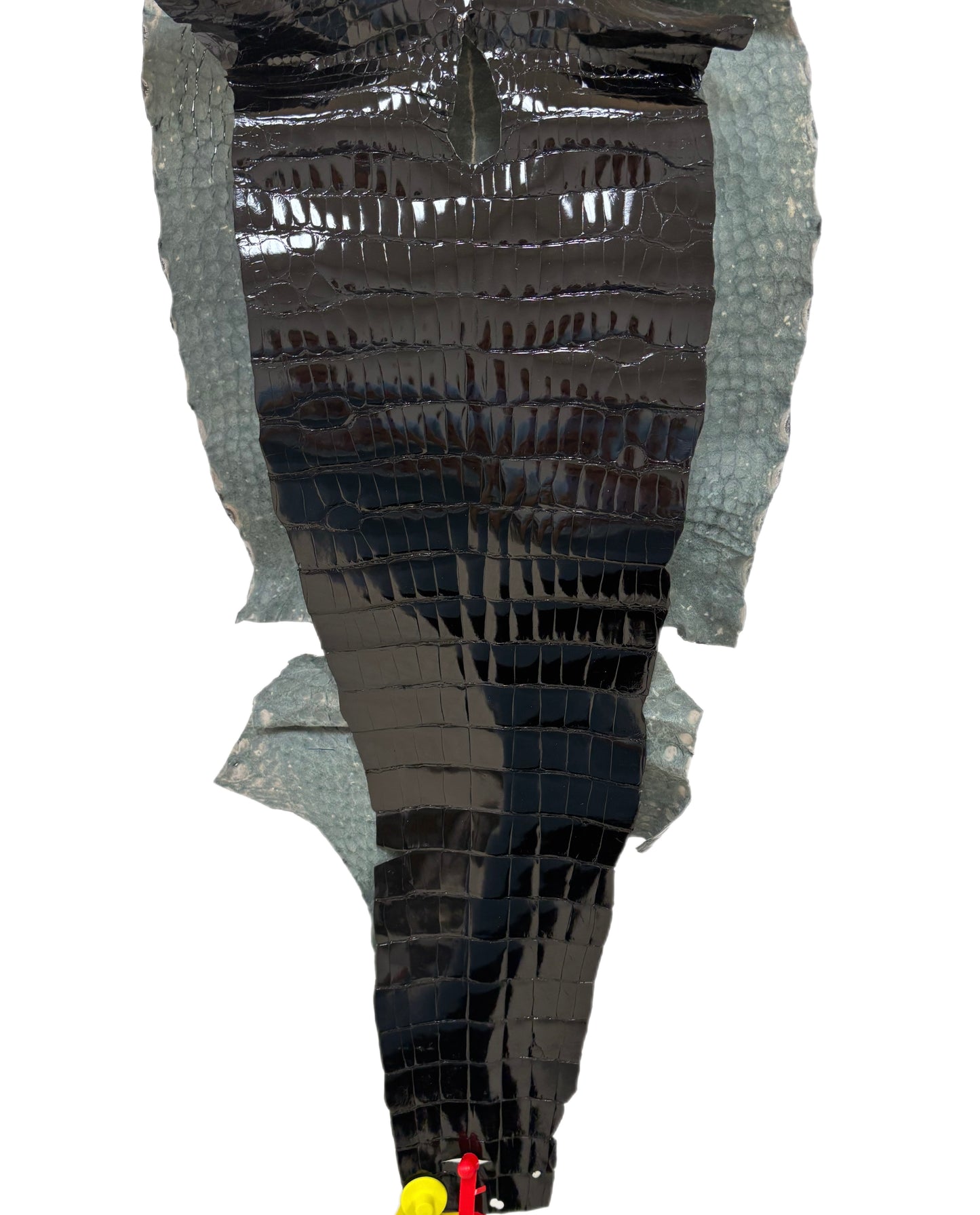 35 cm Grade 1/2 Black Glazed Farm-Raised American Alligator Leather - Tag: ITCC-0539894