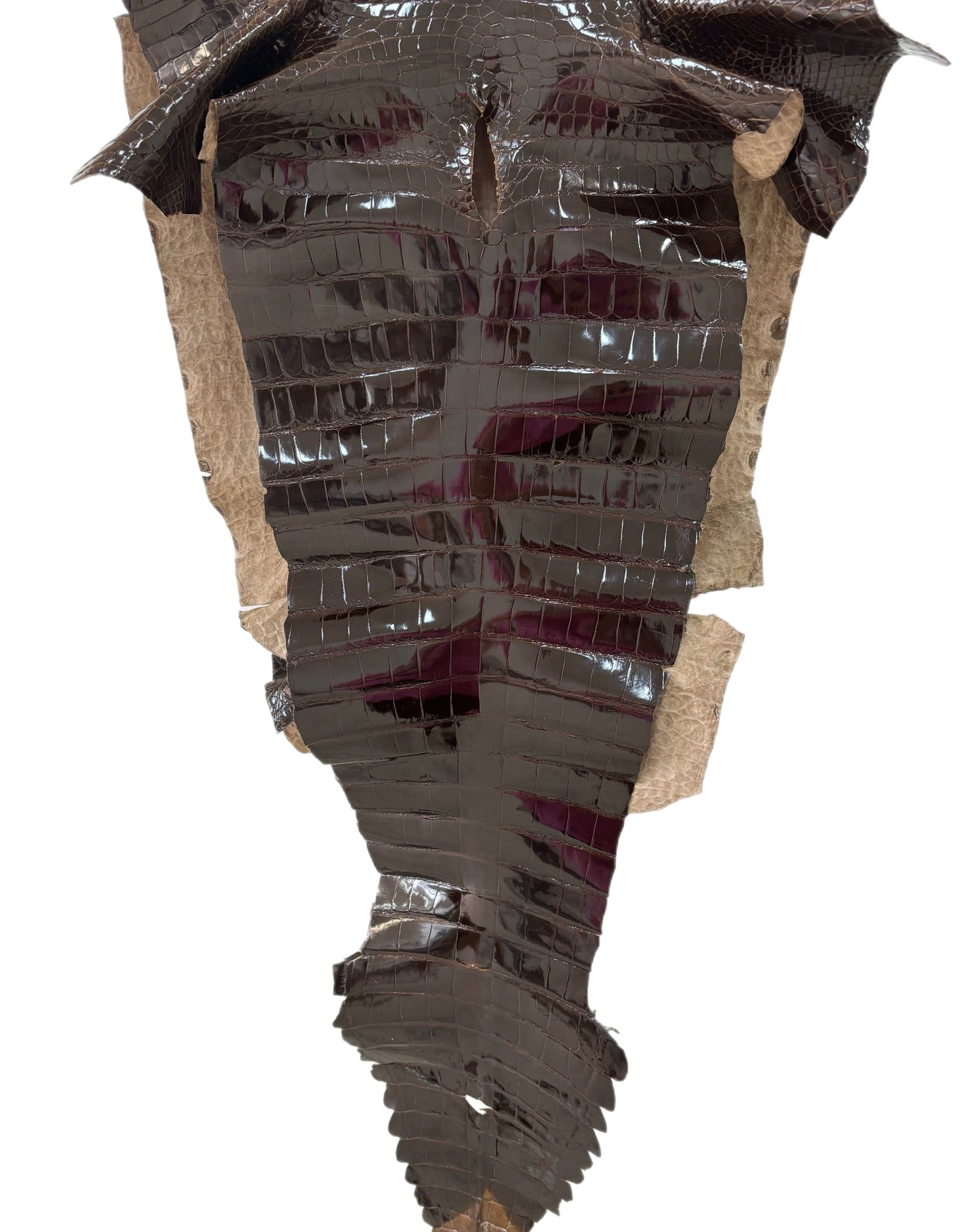51 cm Grade 2/3 Sport Rust Brown Glazed Farm-Raised American Alligator Leather - Tag: LA13-0059431