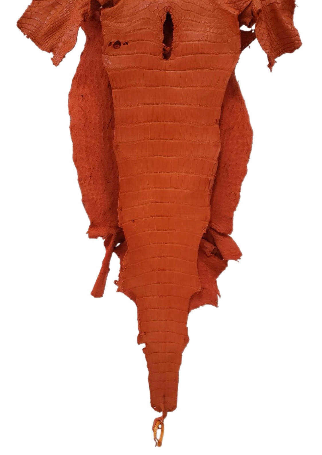 40 cm Grade 3/4 Orange Matte Wild American Alligator Leather - Tag: LA23-0019522