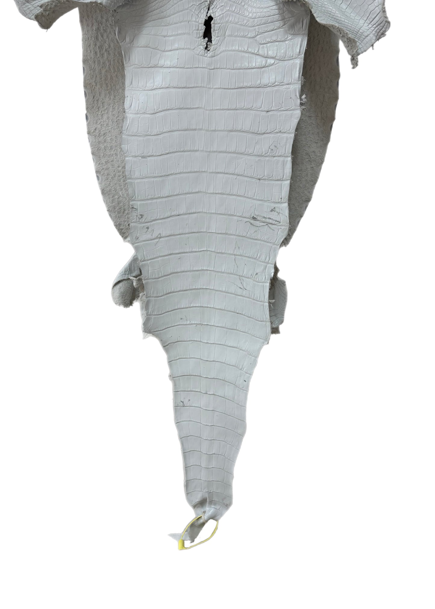 37 cm Grade 2/3 White Matte Farm-Raised American Alligator Leather - Tag: LA25-0316271