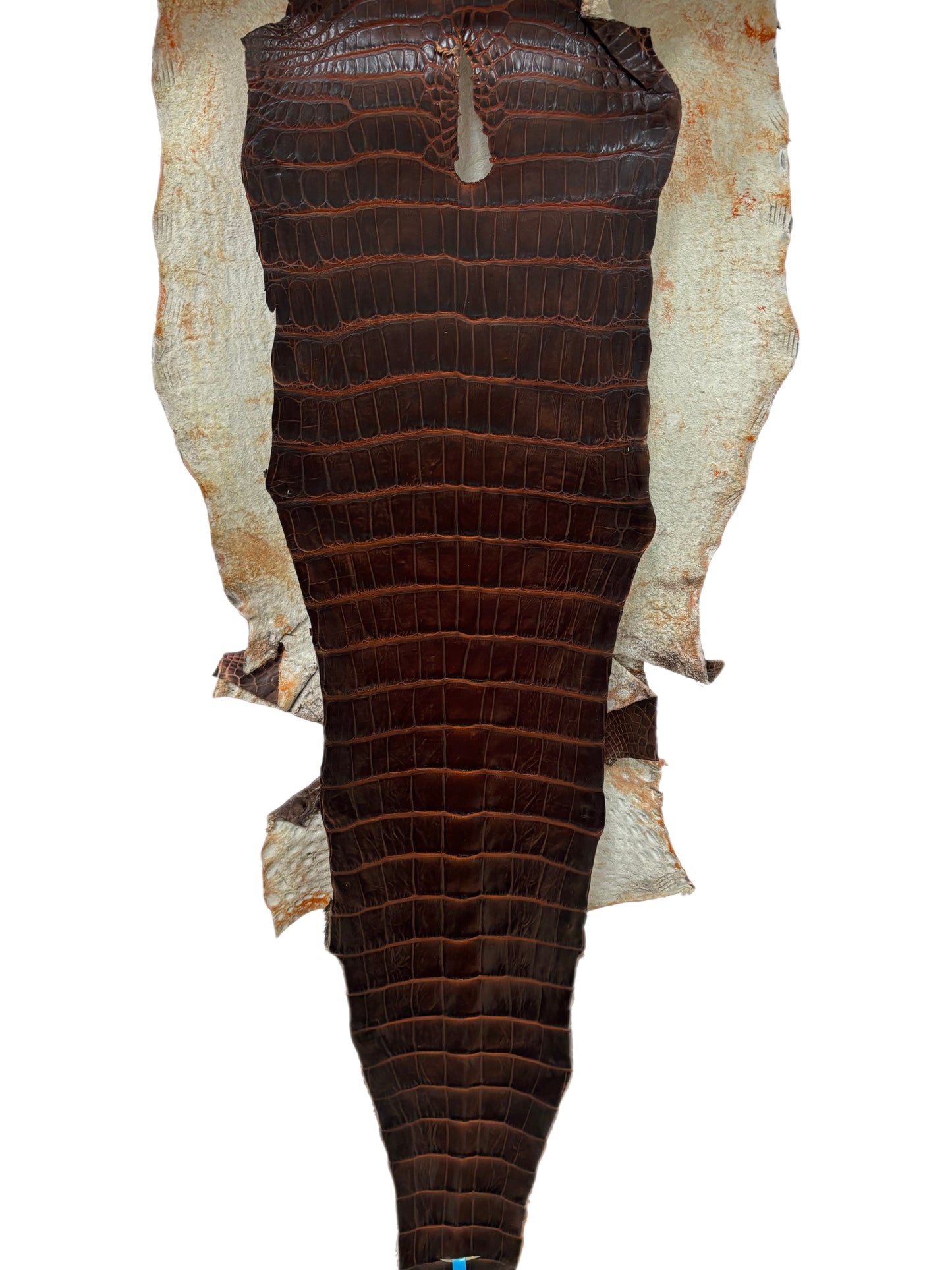 36 cm Grade 1/2 Sienna Matte Wild American Alligator Leather - Tag: ESRE-0033726