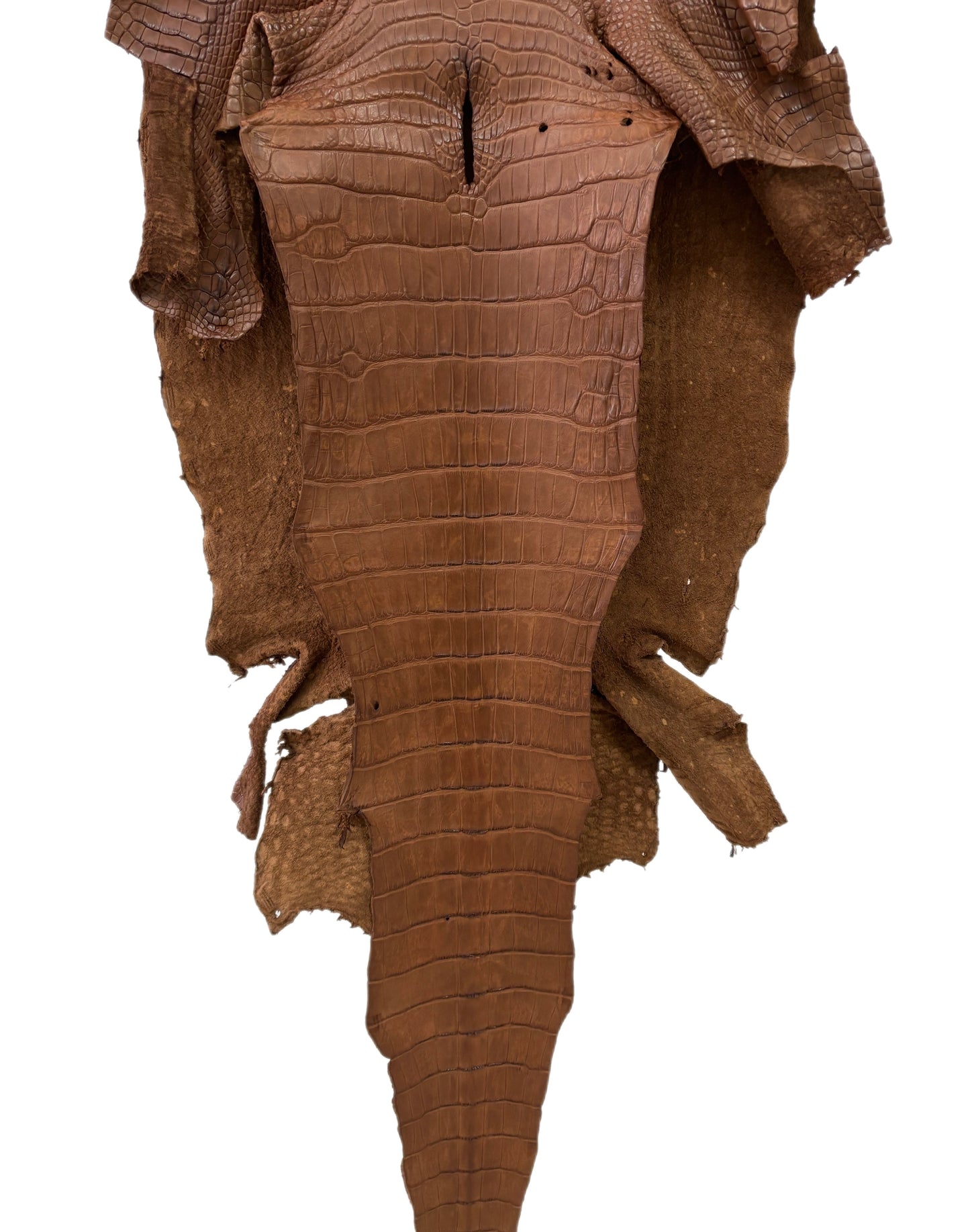 44 cm Grade 4/5 Cigar Matte Wild American Alligator Leather - Tag: LA23-0021360