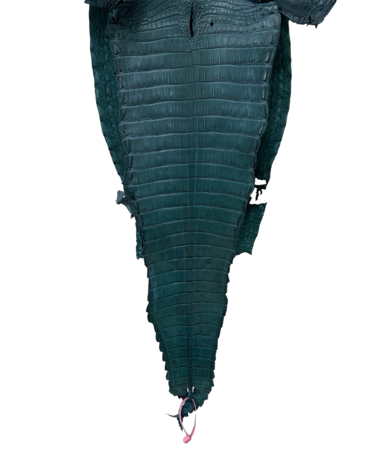 31 cm Grade 3/4 Teal Matte Farm-Raised American Alligator Leather - Tag: FL21-0024279