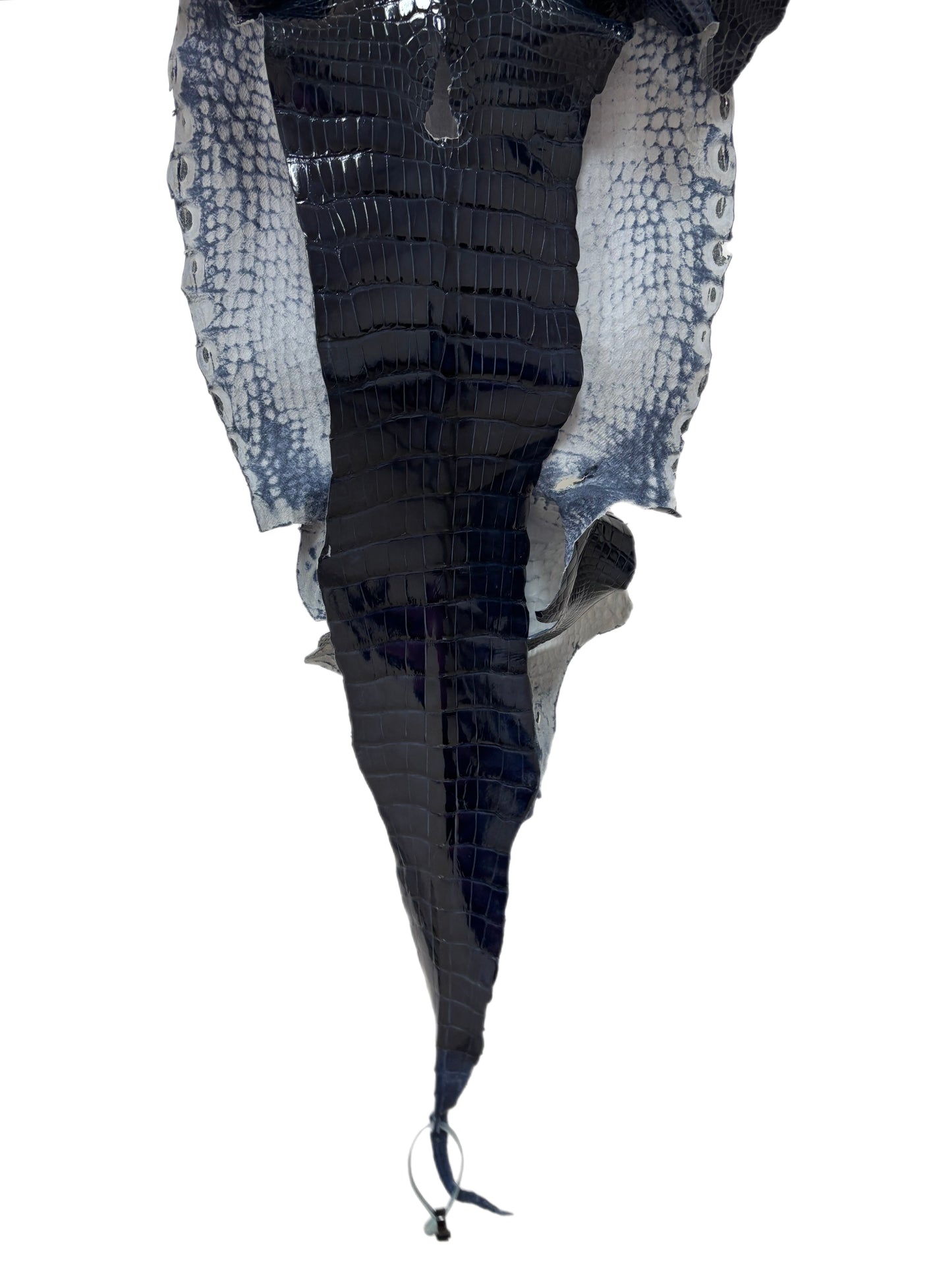 33 cm Grade 1/2 Navy Blue Glazed Wild American Alligator Leather - Tag: LA16-0010989