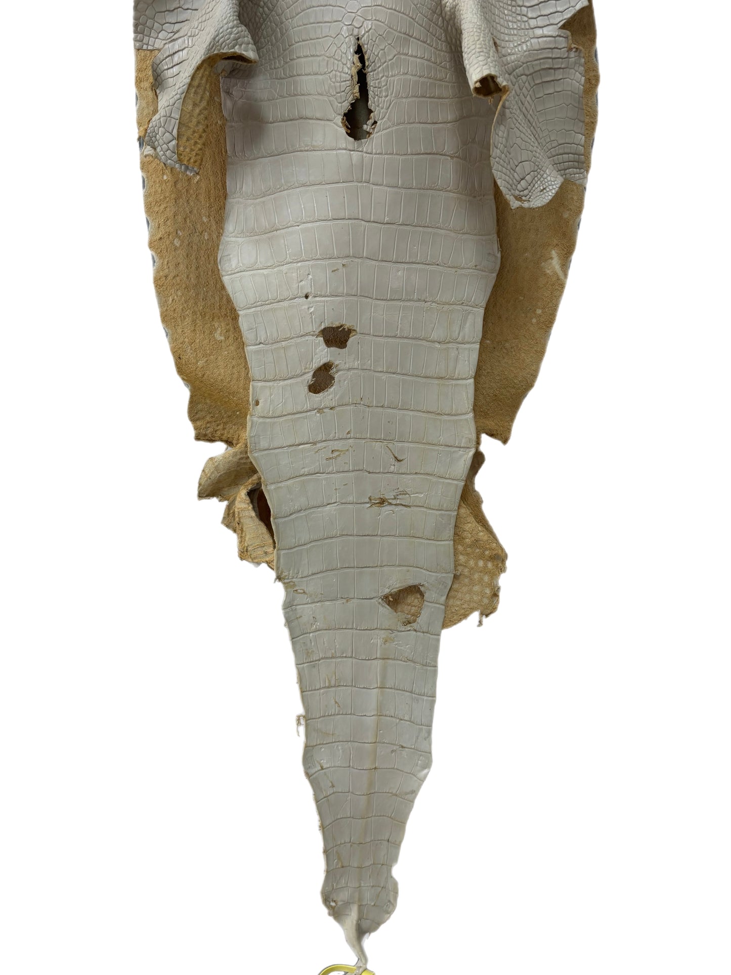 46 cm Grade 2/3 Dune Matte Wild American Alligator Leather - Tag: LA25-0013111