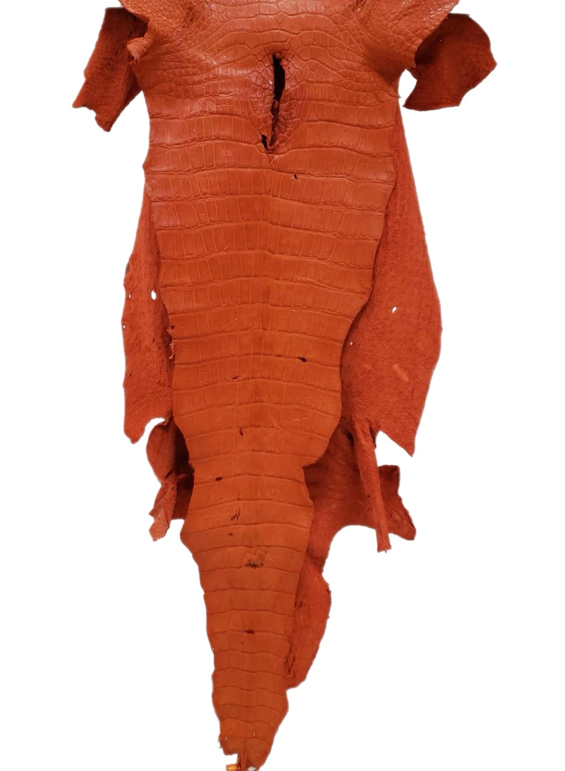 51 cm Grade 4/5 Orange Primavera Matte Wild American Alligator Leather - Tag: LA23-0003063