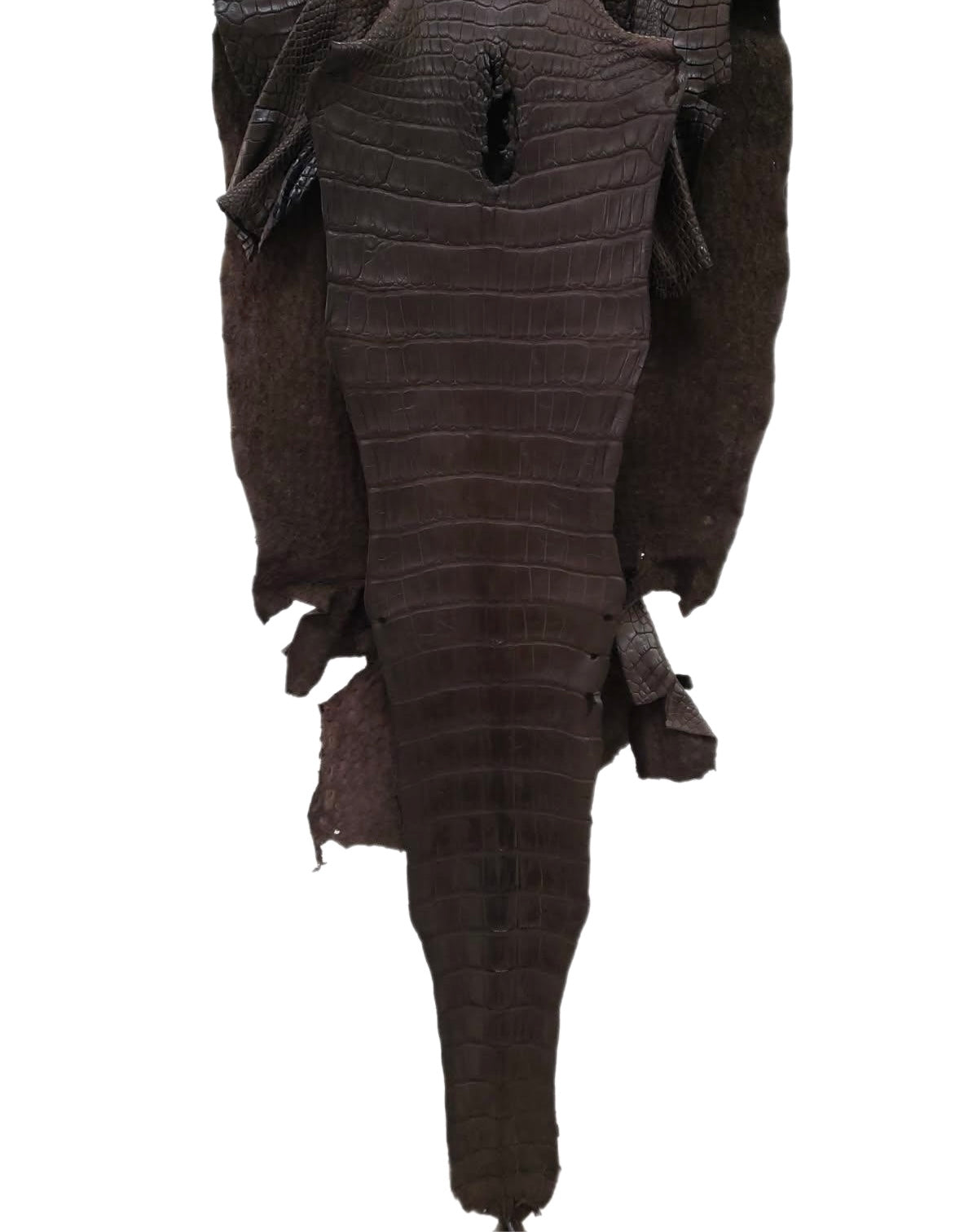 42 cm Grade 2/3 Kralle Brown Matte Wild American Alligator Leather - Tag: LA24-0022815