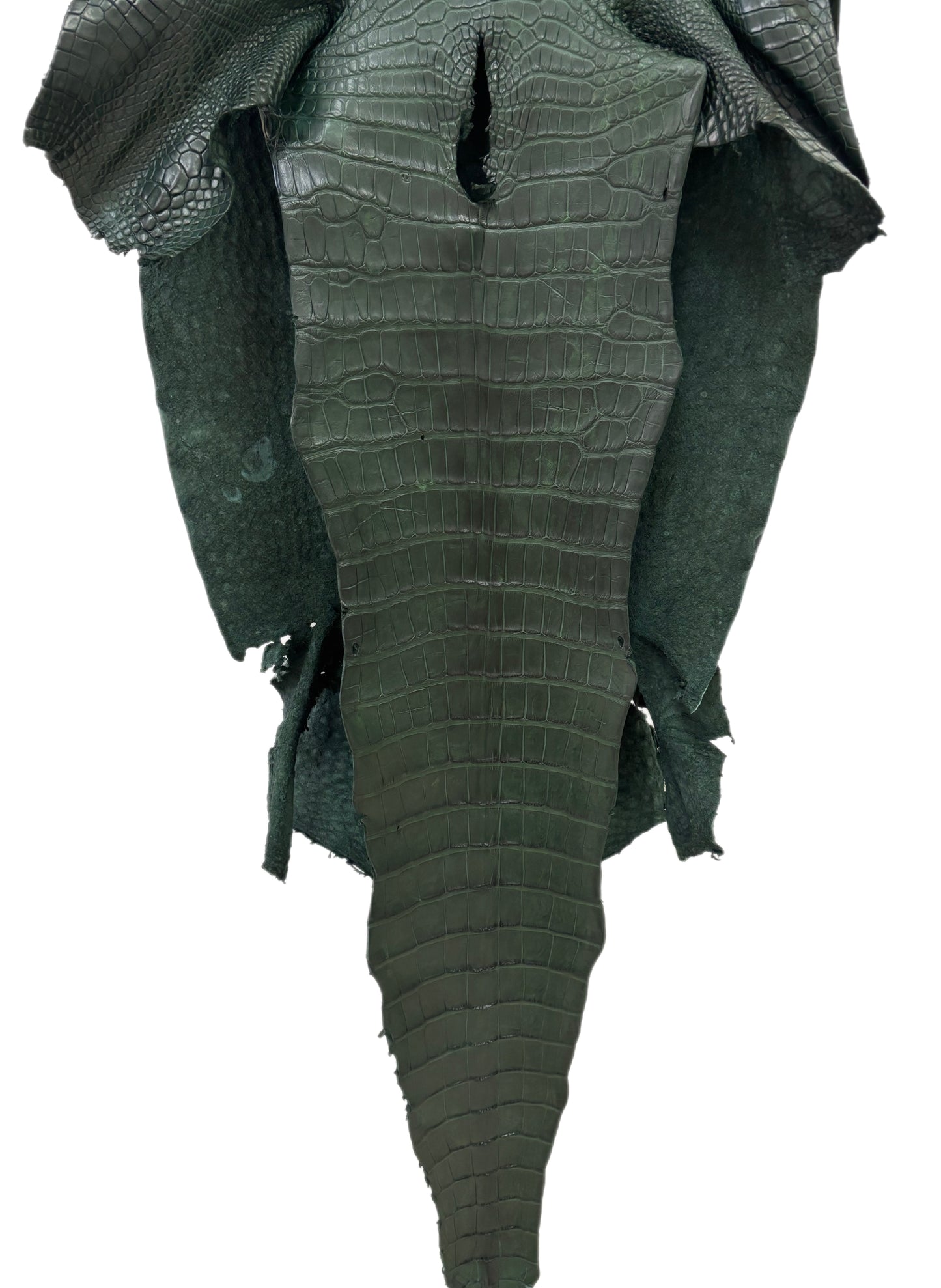 42 cm Grade 2/3 Forest Green Matte Wild American Alligator Leather - Tag: LA23-0022821