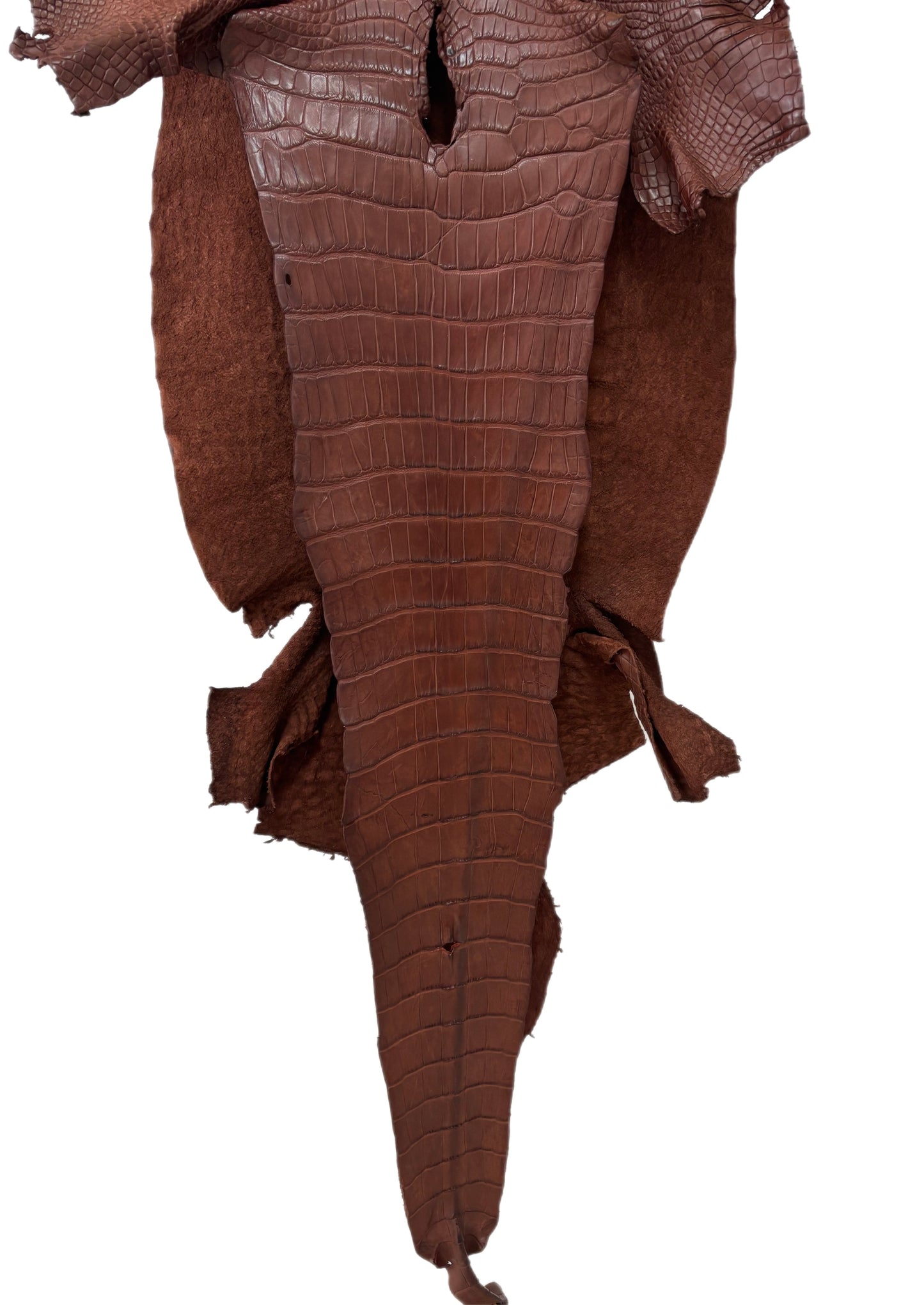 44 cm Grade 3/4 Italian Gold Matte Wild American Alligator Leather - Tag: LA25-0008565