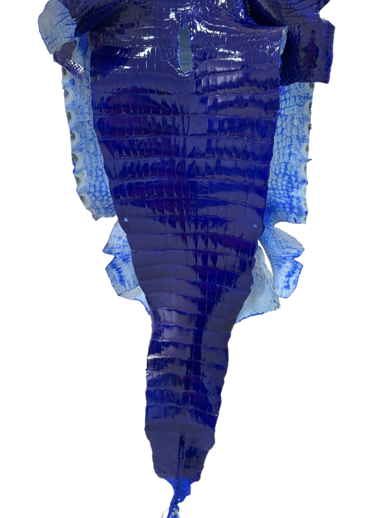 44 cm Grade 1/2 Electric Blue Glazed Wild American Alligator Leather - Tag: FL23-0001622