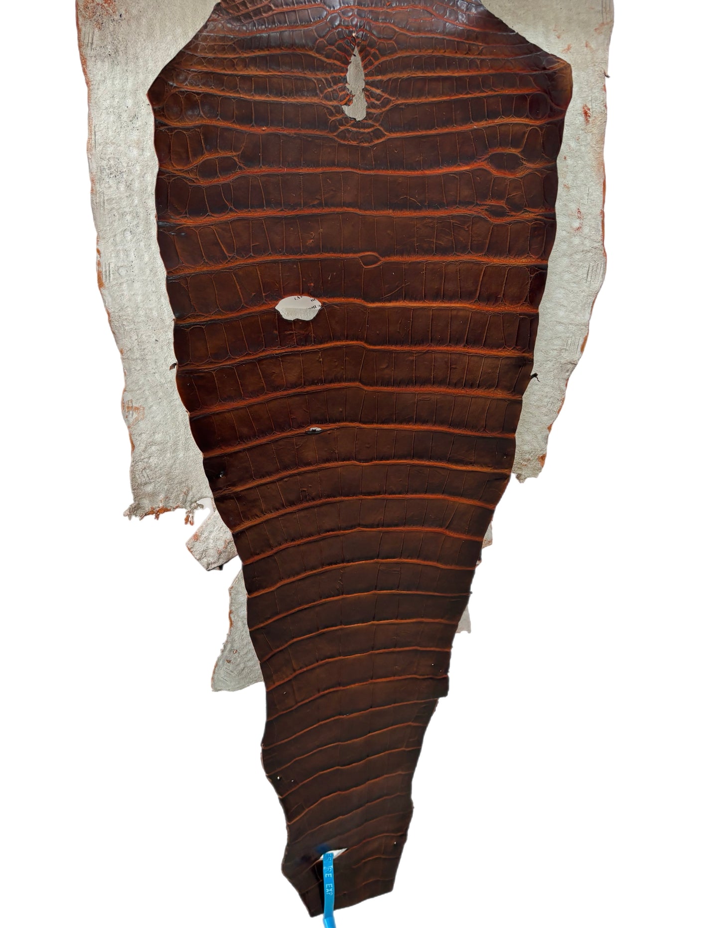 39 cm Grade 1/2 Sienna Desert Wild American Alligator Leather - Tag: ESRE-0050830