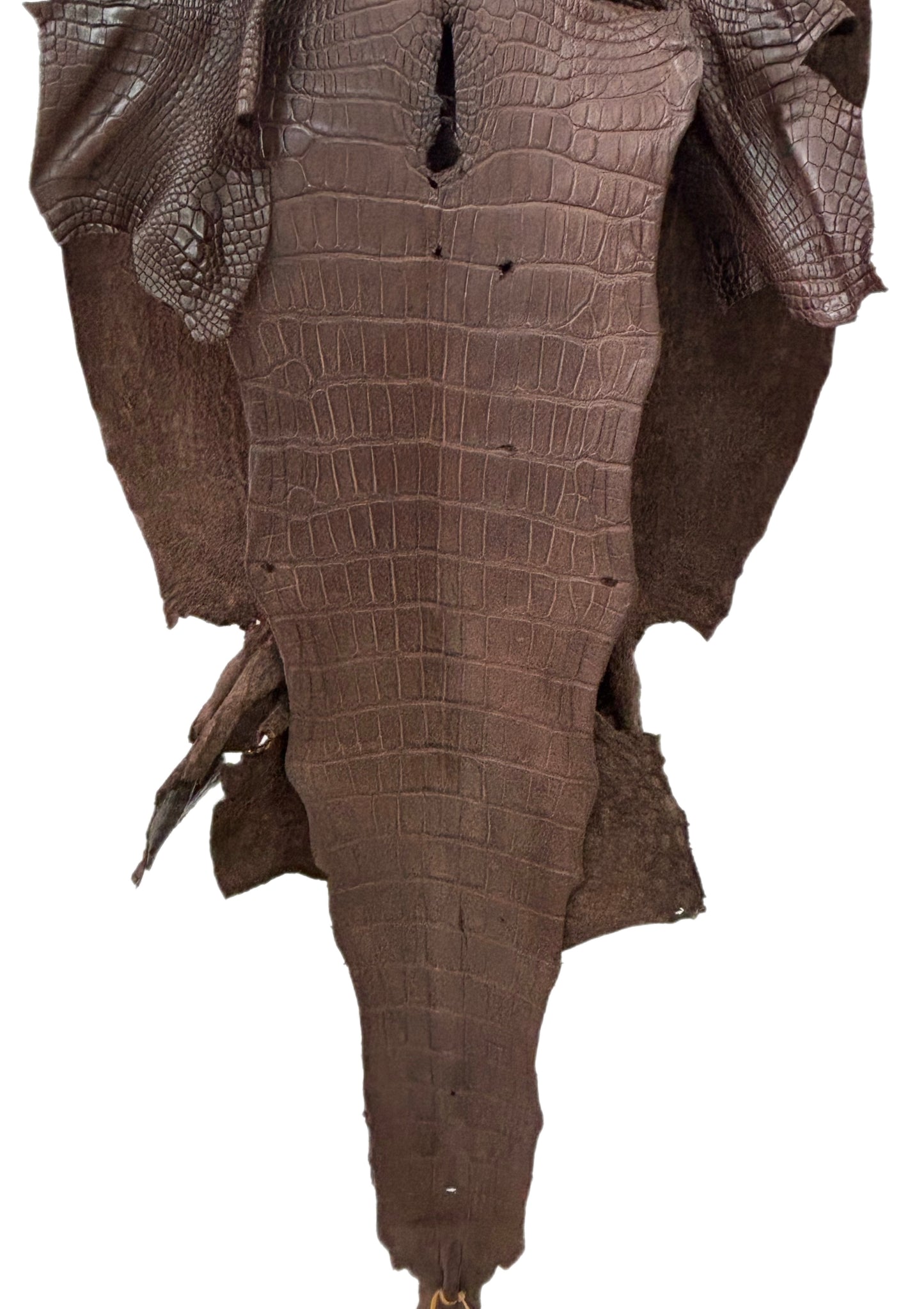 54 cm Grade 3/4 Chocolate Matte Wild American Alligator Leather - Tag: LA23-0022205