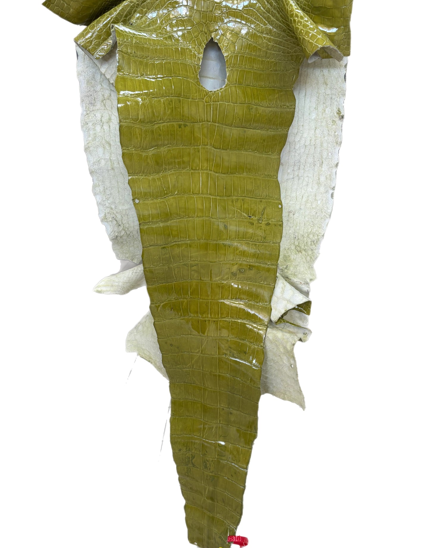 CLOSEOUT | 43 cm Grade 3/4 Muguet Glazed Wild American Alligator Leather - Tag: CCIT-0539937