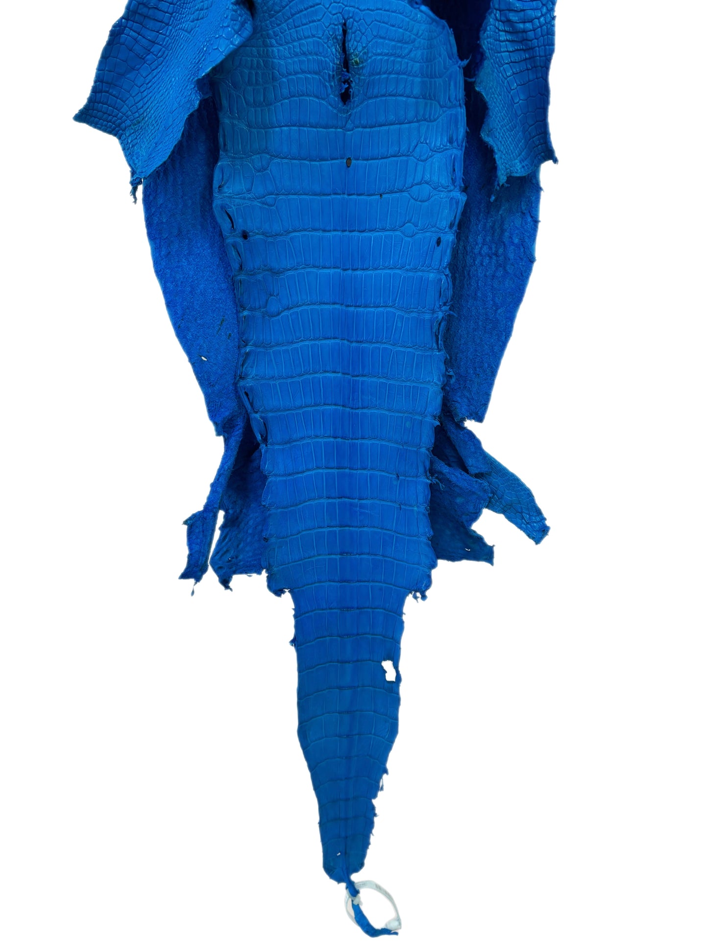 31 cm Grade 2/3 Ultramarine Matte Wild American Alligator Leather - Tag: LA23-0019776