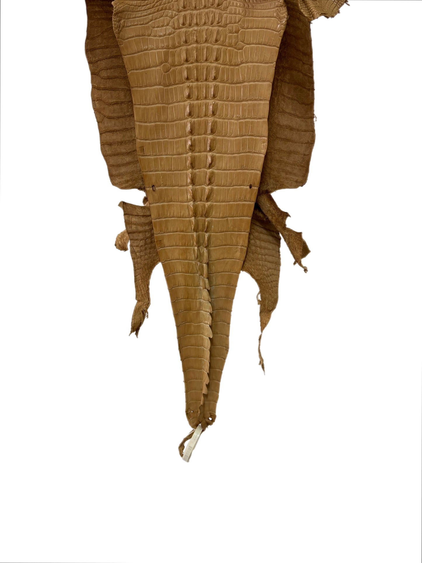 33 cm Grade 2/3 Antique Saddle Matte Farm-Raised American Alligator Hornback Leather - Tag: LA23-0377063