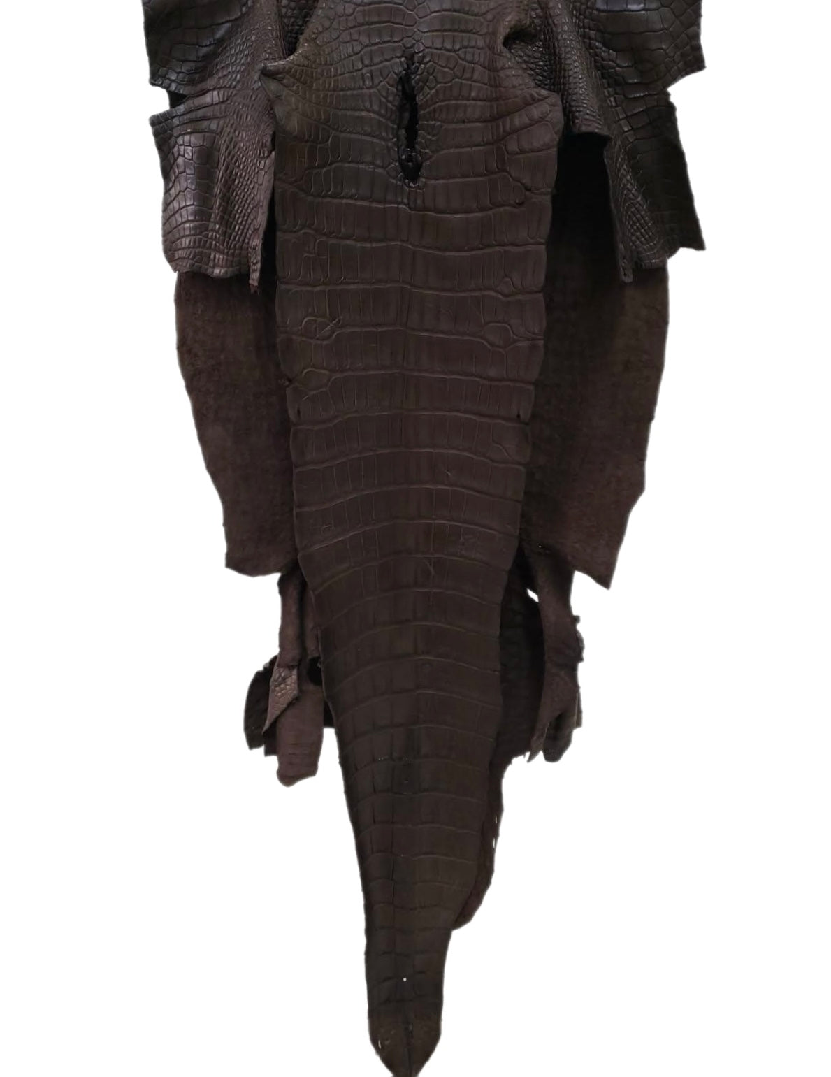 43 cm Grade 3/4 Kralle Brown Matte Wild American Alligator Leather - Tag: LA16-0032979
