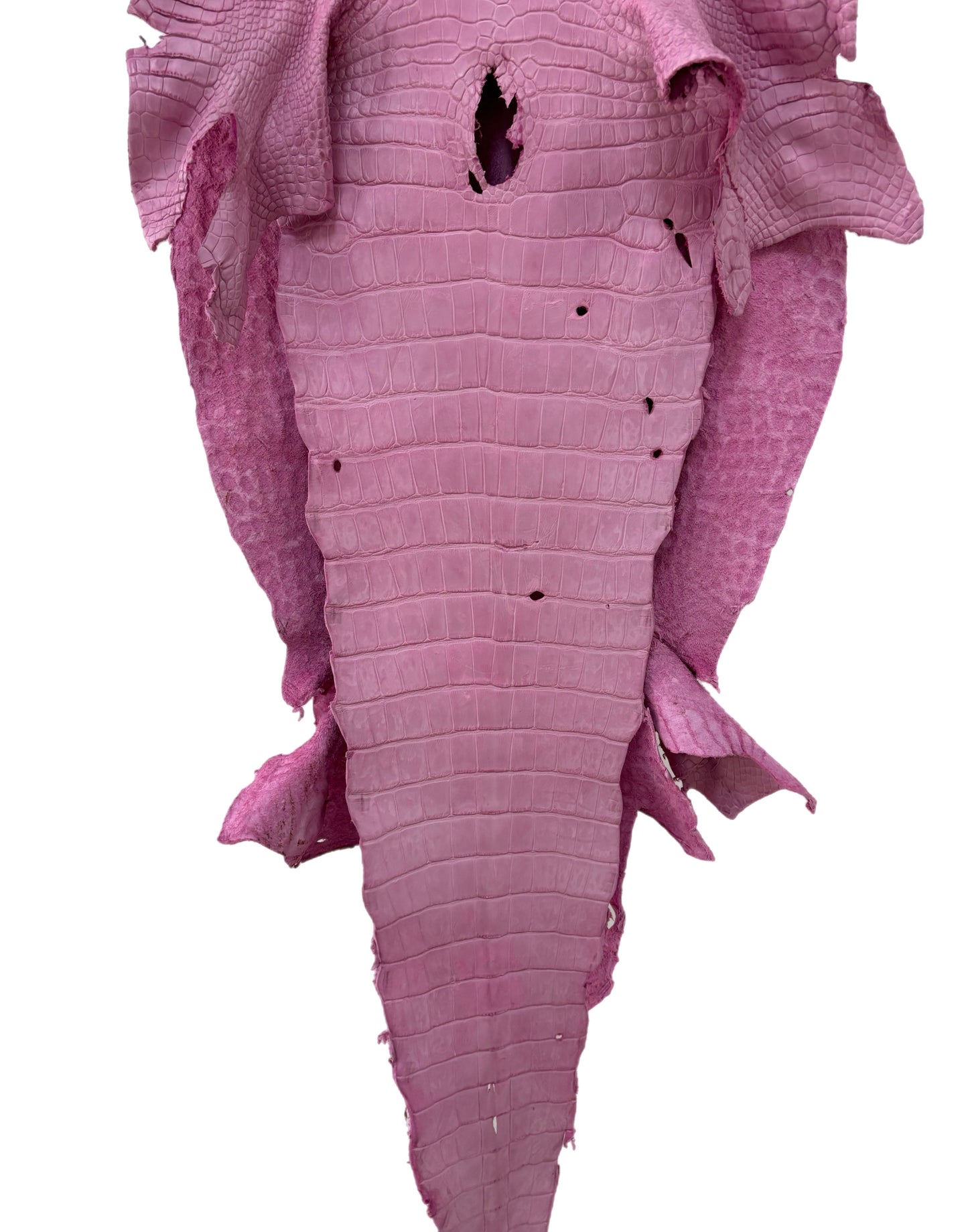 42 cm Grade 2/3 Cotton Candy Matte Wild American Alligator Leather - Tag: MS24-0000747
