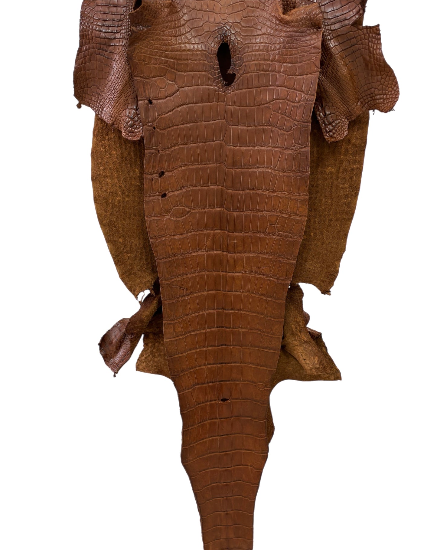 41 cm Grade 2/3 Cigar Matte Wild American Alligator Leather - Tag: LA22-0004191