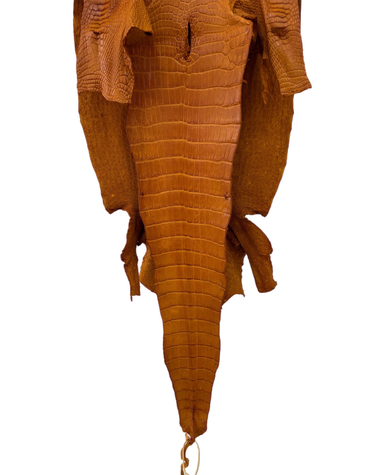 38 cm Grade 2/3 Buttercup Matte Wild American Alligator Leather - Tag: LA23-0030511