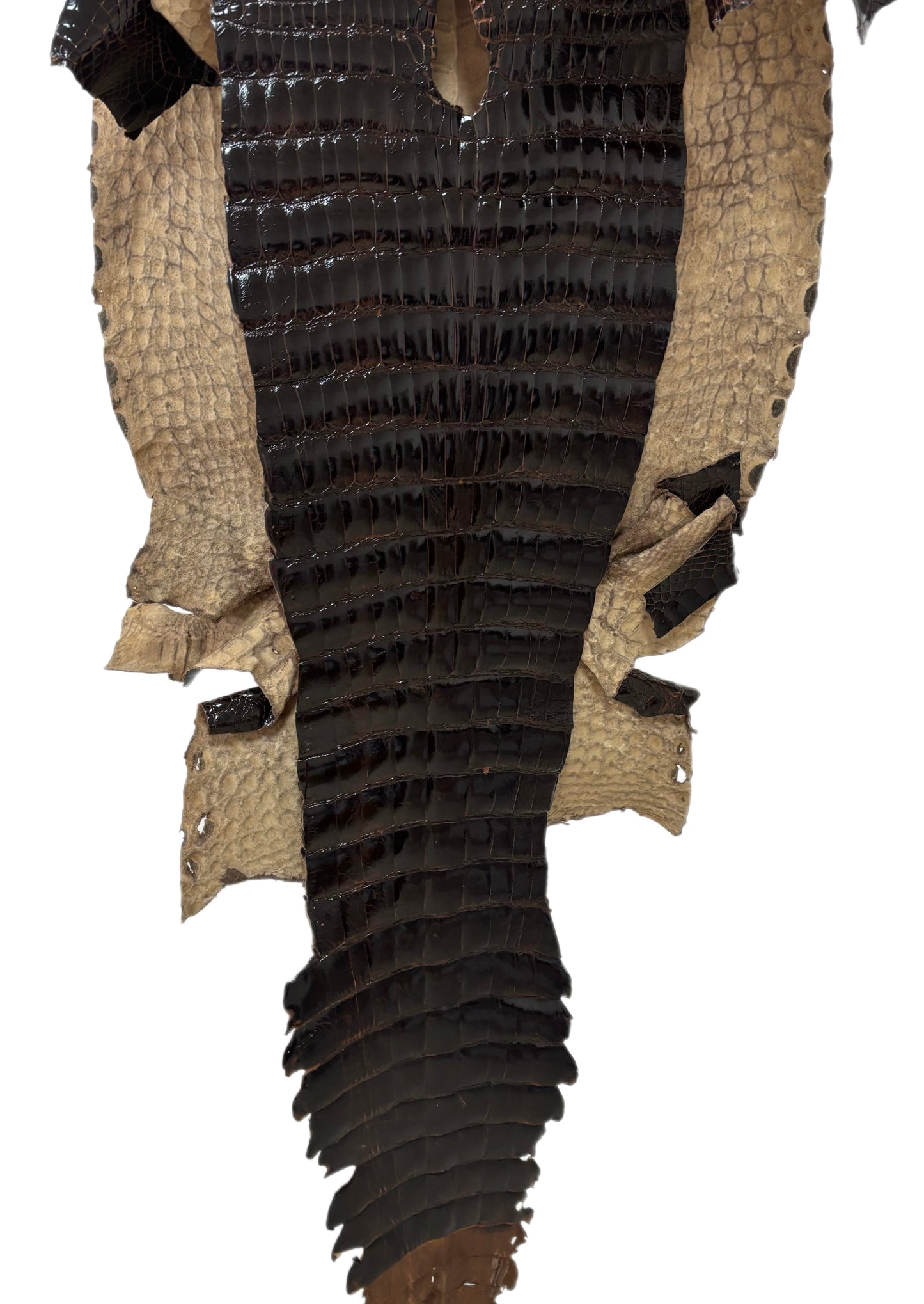 43 cm Grade 2/3 Sport Rust Brown Glazed Wild American Alligator Leather - Tag: FL98-0038639