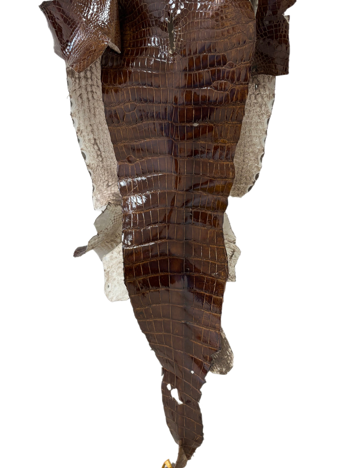 42 cm Grade 3/4 Brown Glazed Wild American Alligator Leather - Tag: LA23-0000497