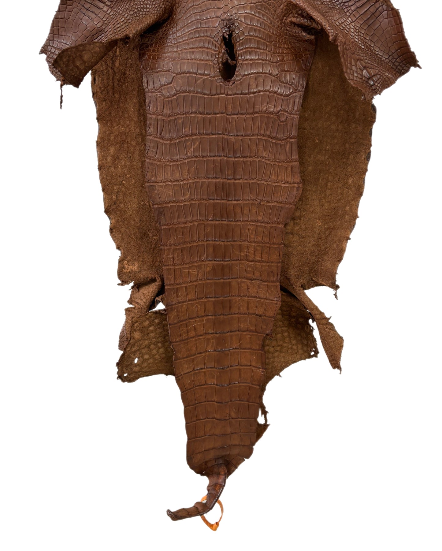 45 cm Grade 4/5 Cigar Matte Wild American Alligator Leather - Tag: LA23-0023795