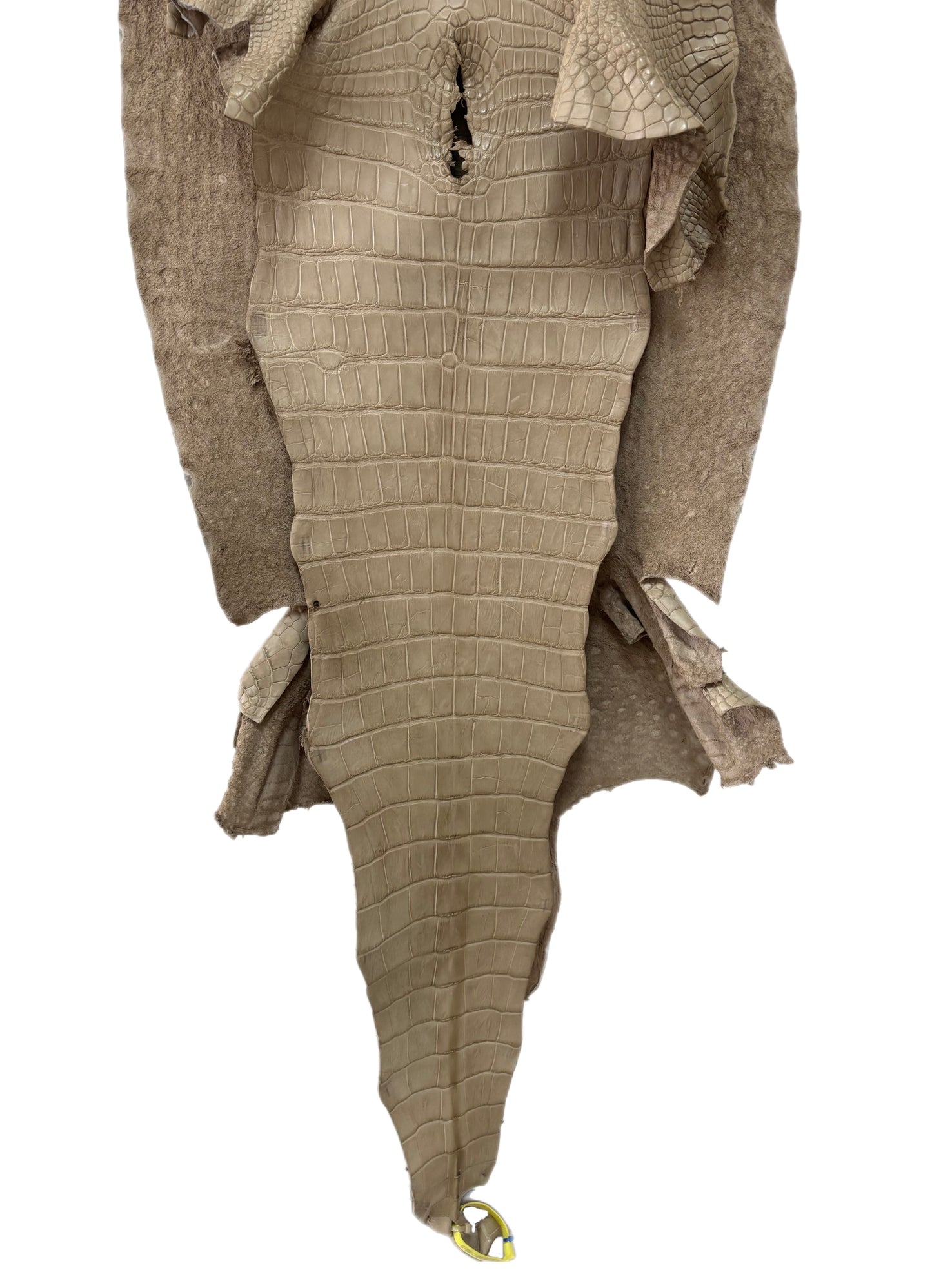 53 cm Grade 2/3 Oatmeal Matte Wild American Alligator Leather - Tag: LA25-0037599