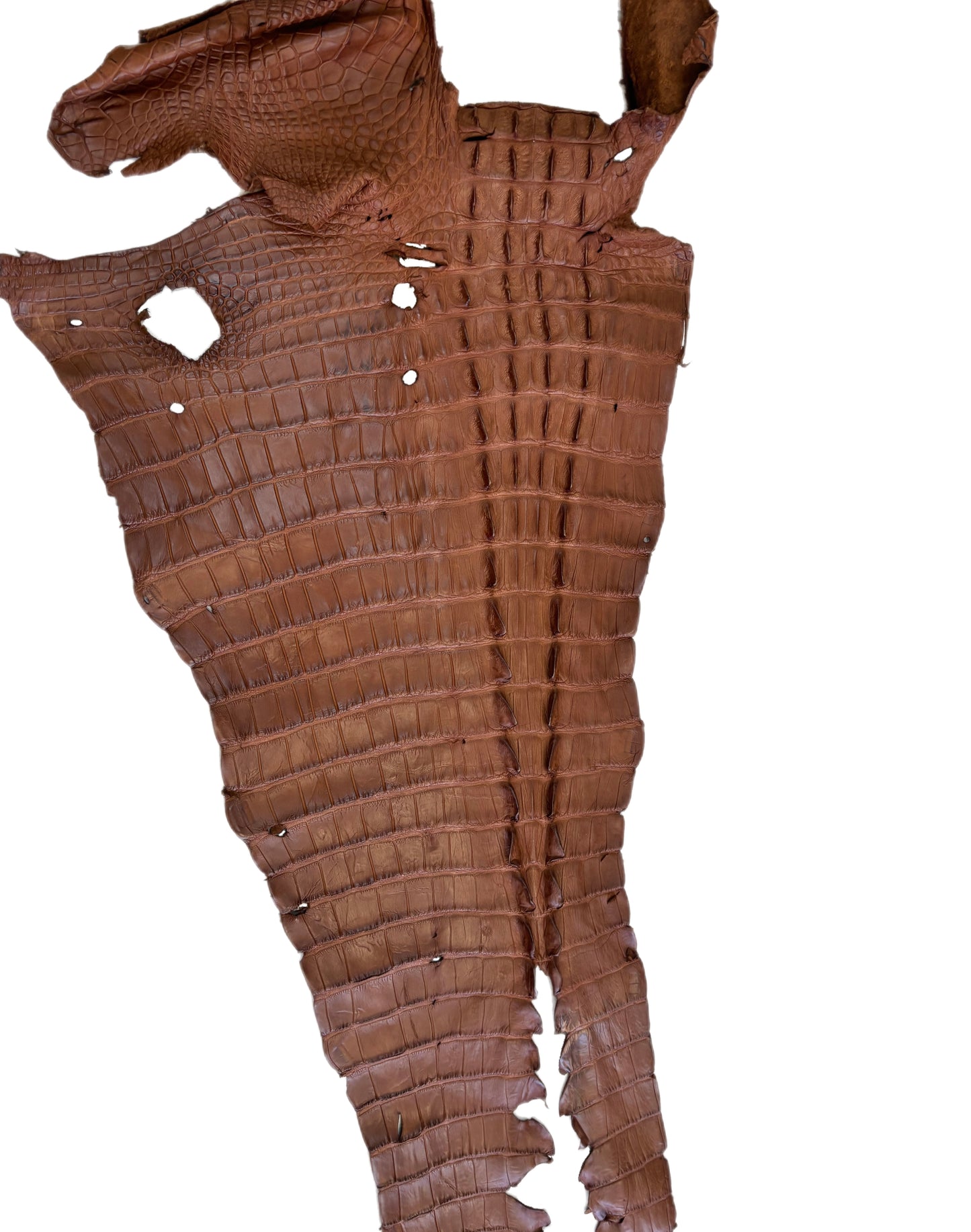 UNCLAIMED|| 42 cm Grade 4/5 Cognac Matte Wild American Alligator Leather - Tag: FL23-0003508