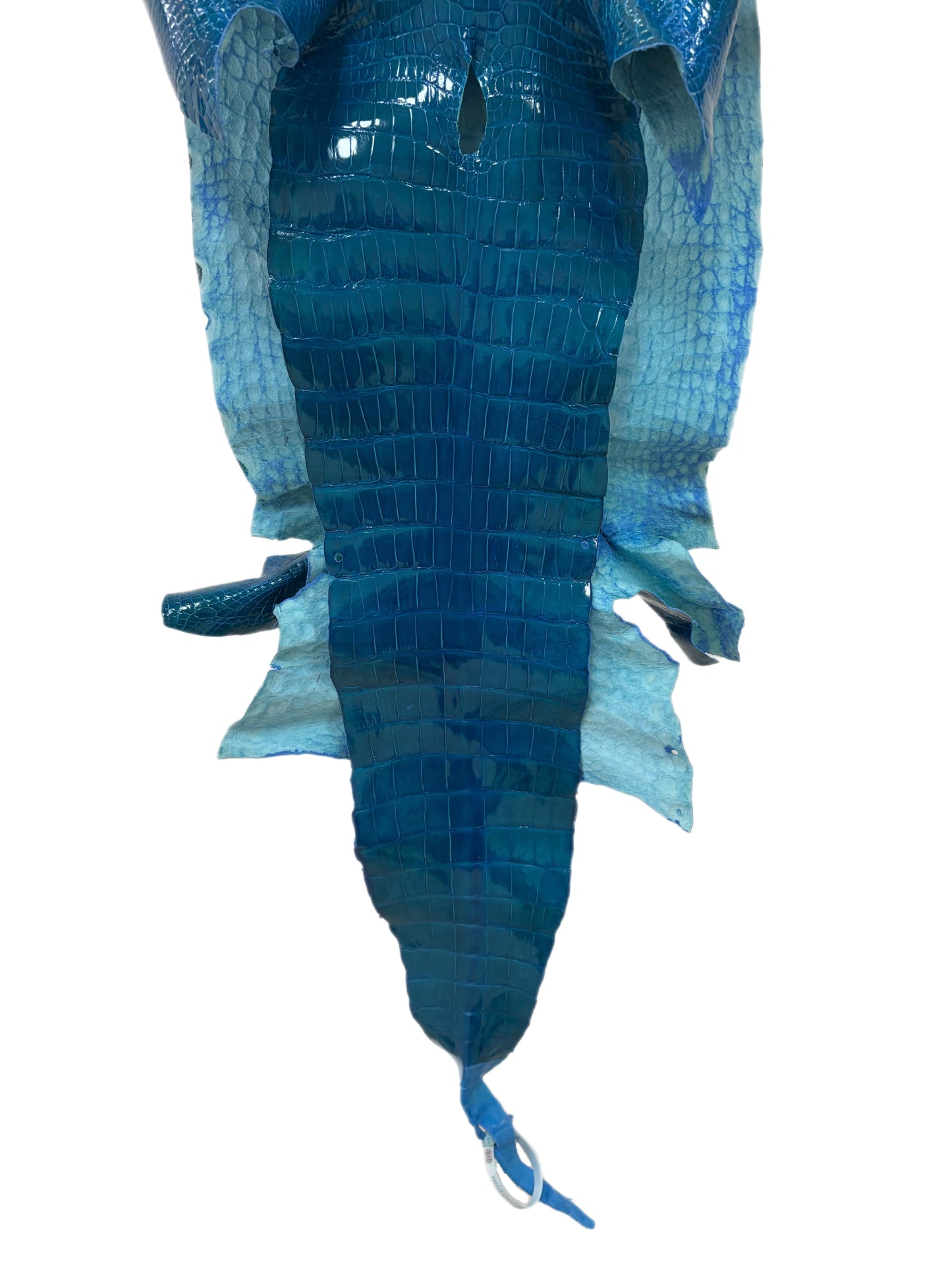 35 cm Grade 2/3 Tahiti Glazed Wild American Alligator Leather - Tag: LA23-0013386