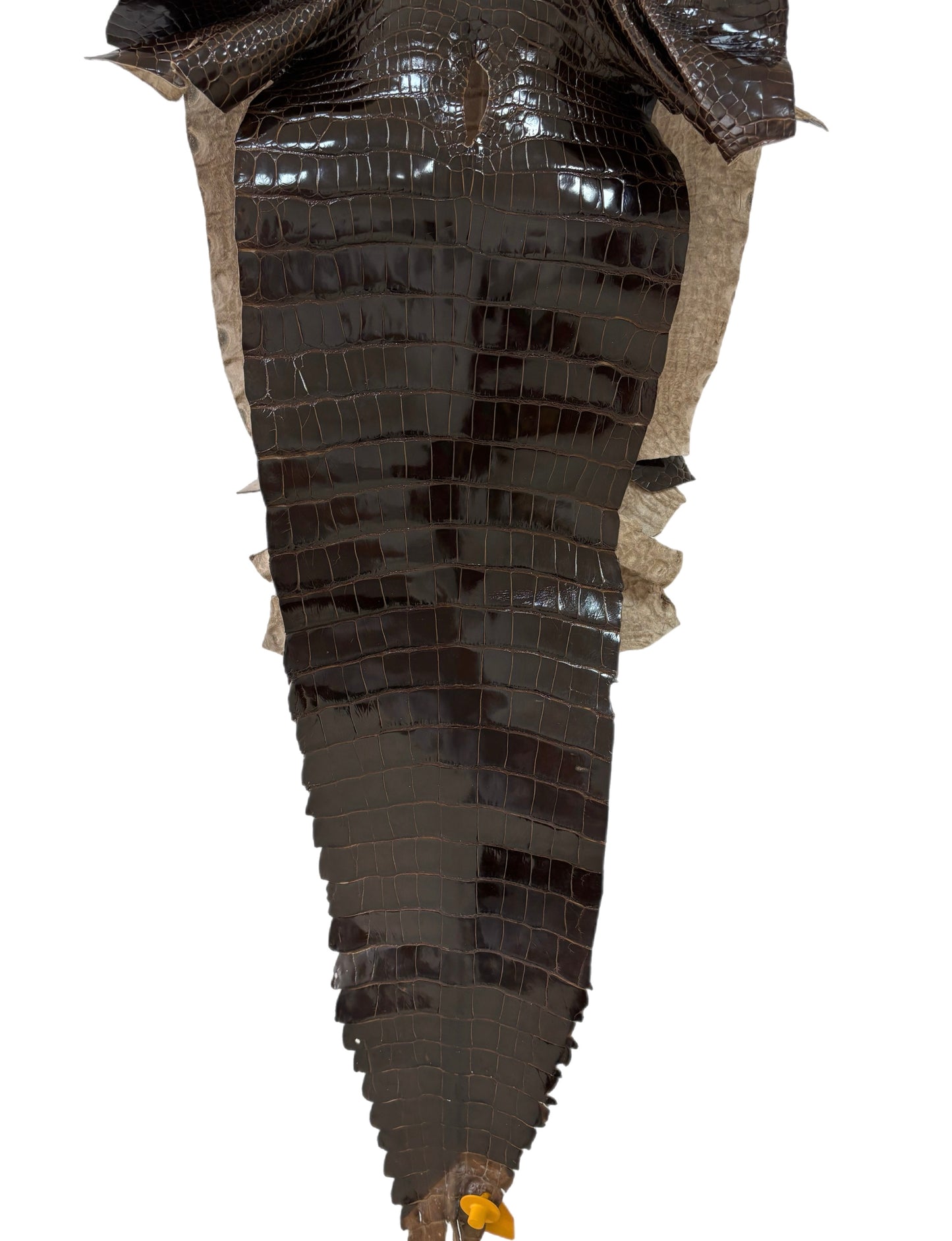 33 cm Grade 2/3 Sport Rust Brown Glazed Farm-Raised American Alligator Leather - Tag: GA13-0020930