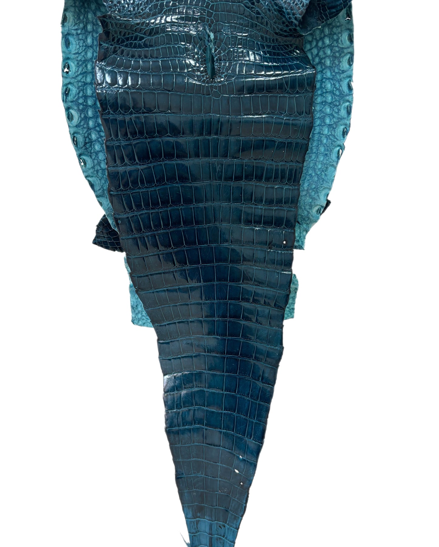 29 cm Grade 1/2 Tahiti Glazed Farm-Raised American Alligator Leather - Tag: FL16-0027421