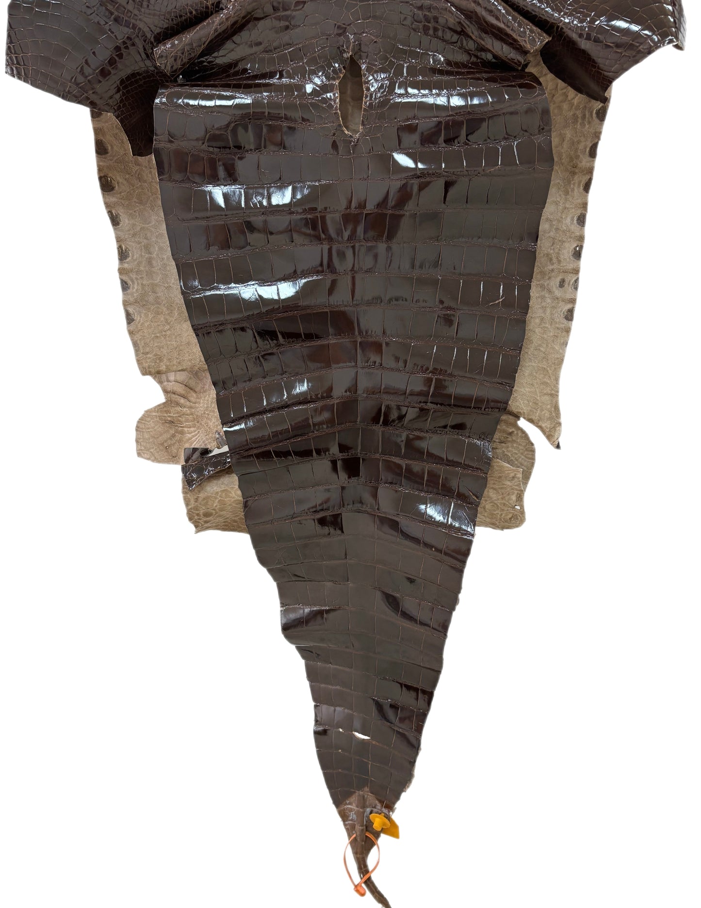 54 cm Grade 2/3 Sport Rust Brown Glazed Farm-Raised American Alligator Leather - Tag: FL14-0004025