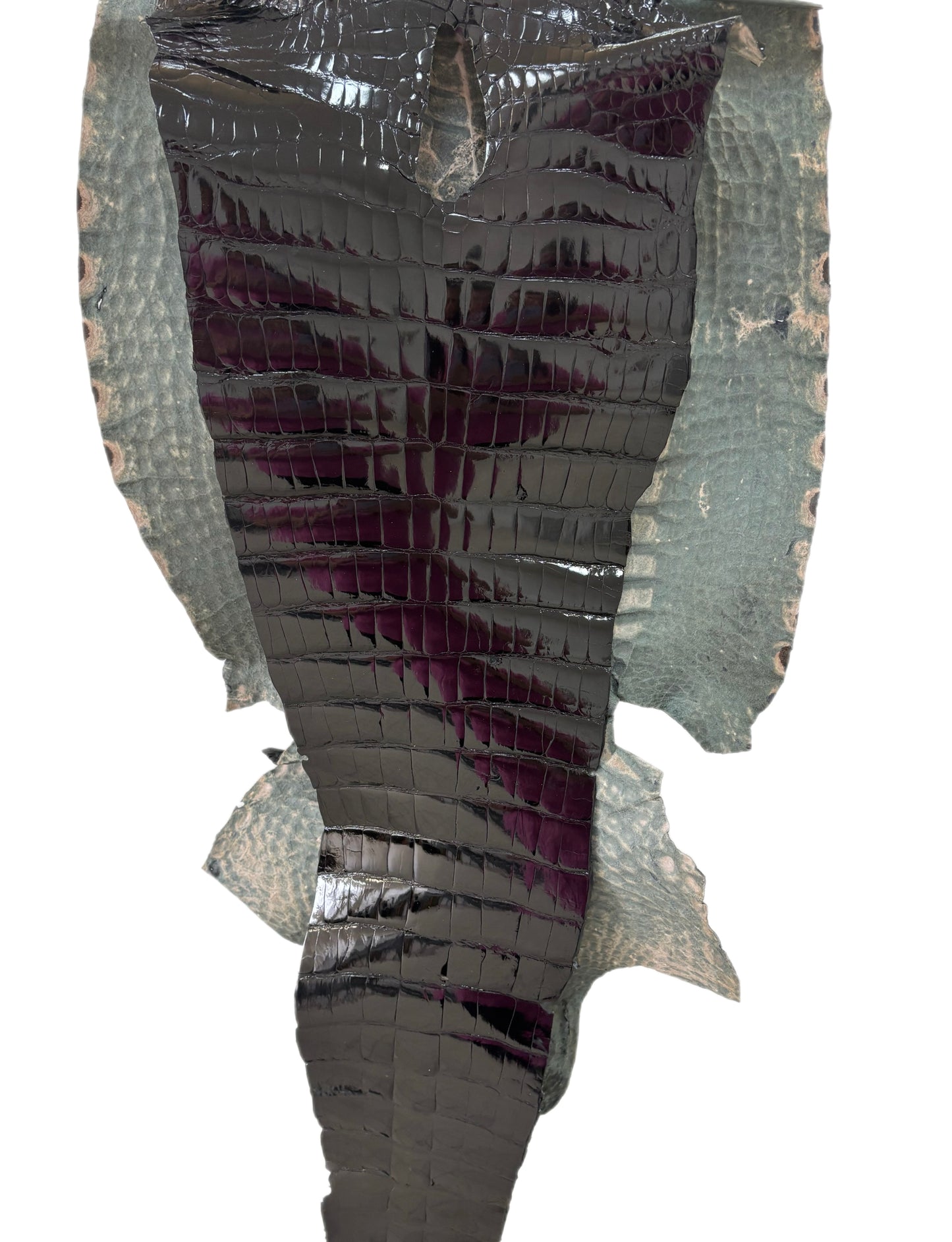 47 cm Grade 4/5 Black Glazed Wild American Alligator Leather - Tag: ITCC-0539890