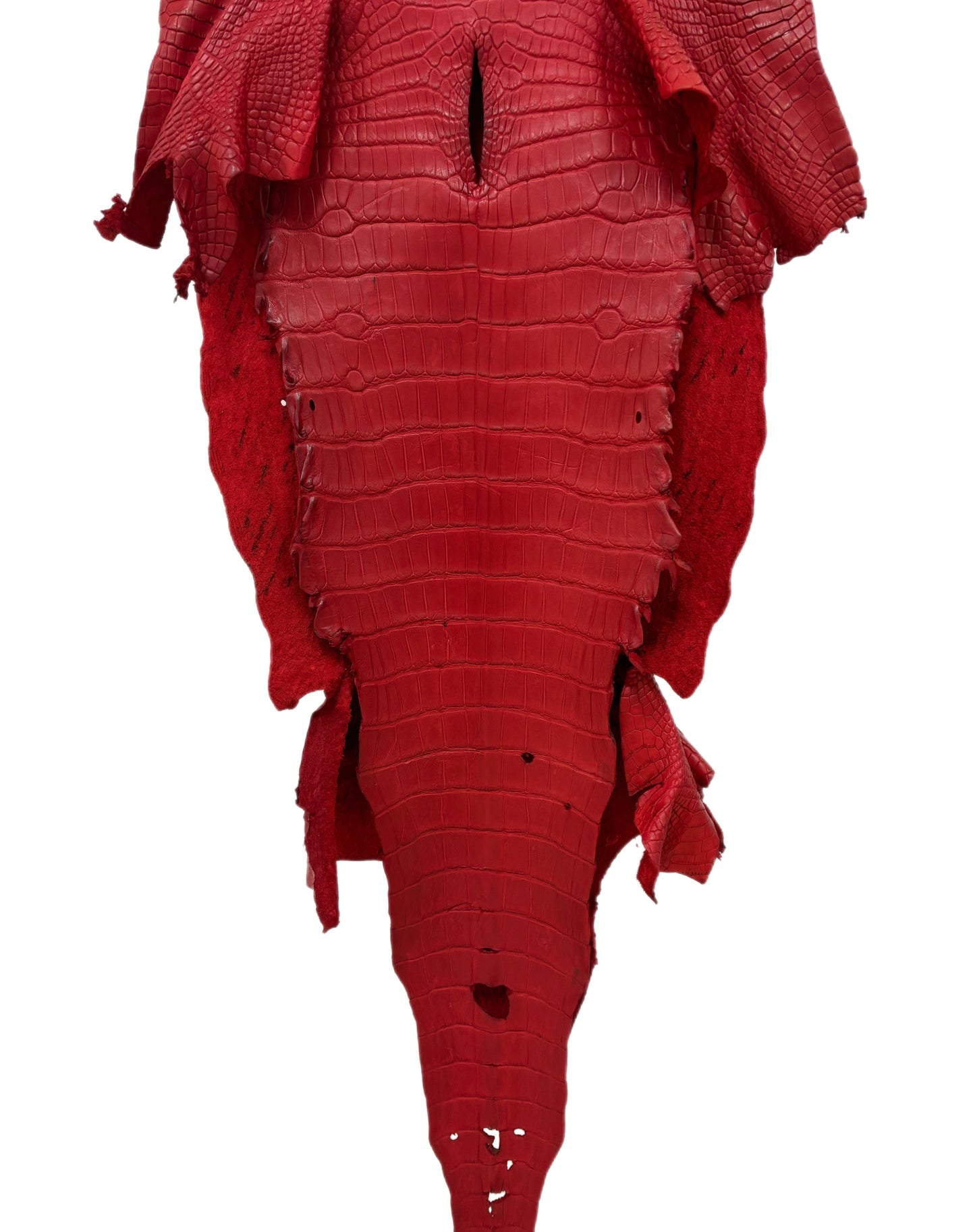39 cm Grade 2/3 Candy Apple Red Matte Wild American Alligator Leather - Tag: LA23-0048145